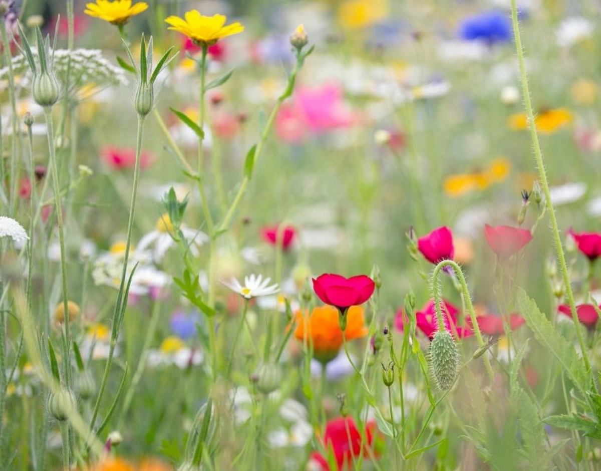 Så et vildt blomsterflor i terrassens krukker