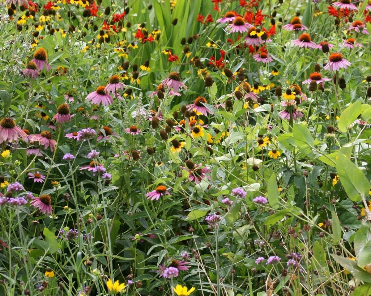 vild have insekter