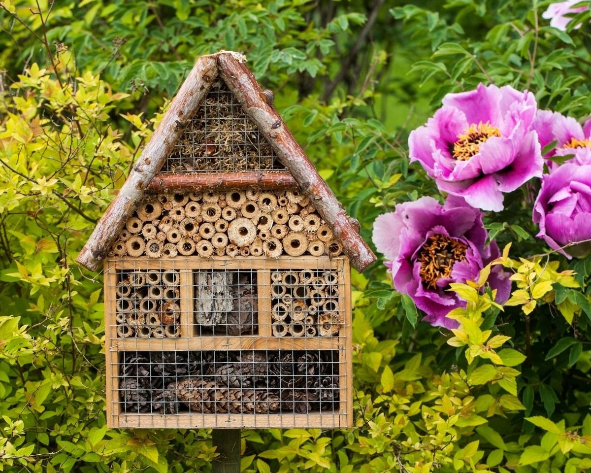 vild have insekter