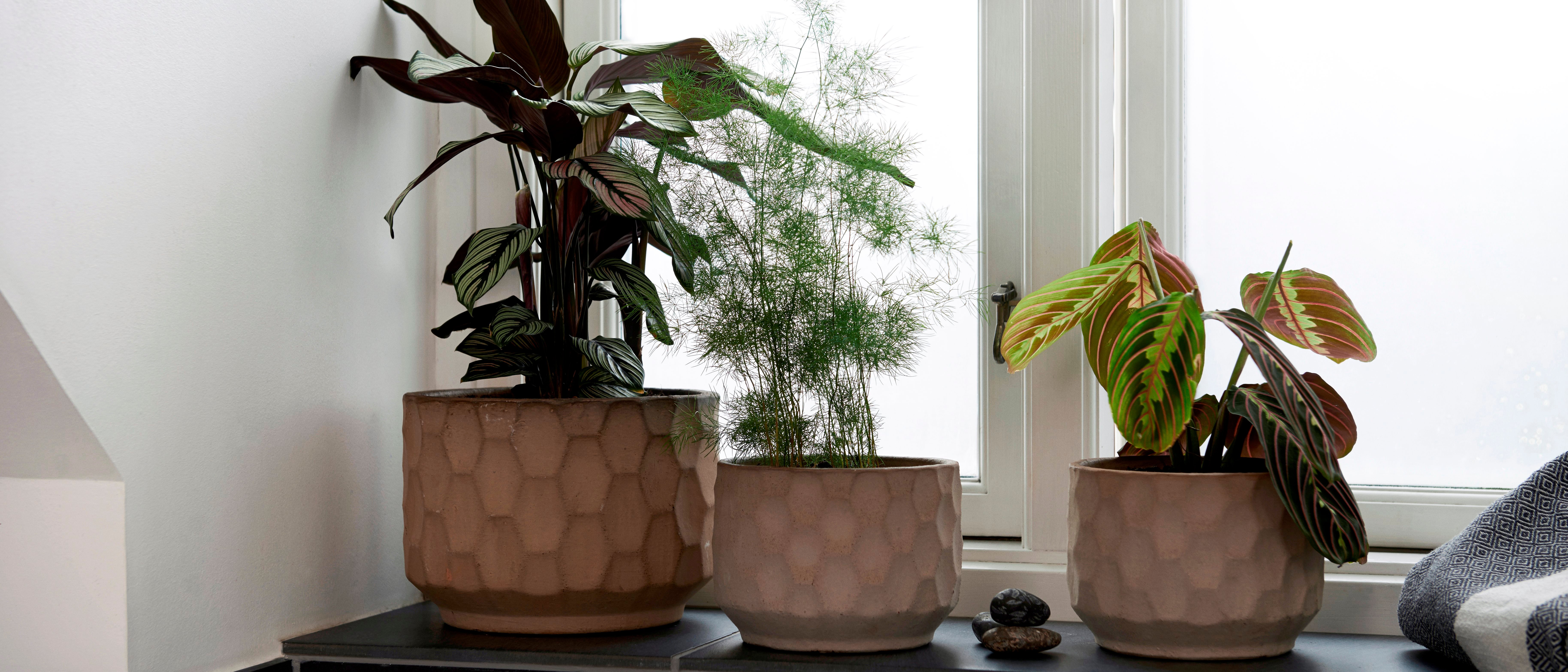 Indret med planter