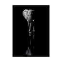 Poster&Frame Plakater Plakat - Elephant i Sort, B50 x L70 cm, 1