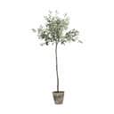 Lene Bjerre Kunstige blomster Flora Kunstig Oliventræ i 160 cm, 1