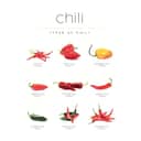 Poster&Frame Plakater Plakat - Chili Guide i B50 x L70 cm, 1