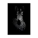 Poster&Frame Plakater Plakat - The Zebra i Sort, B50 x L70 cm, 1