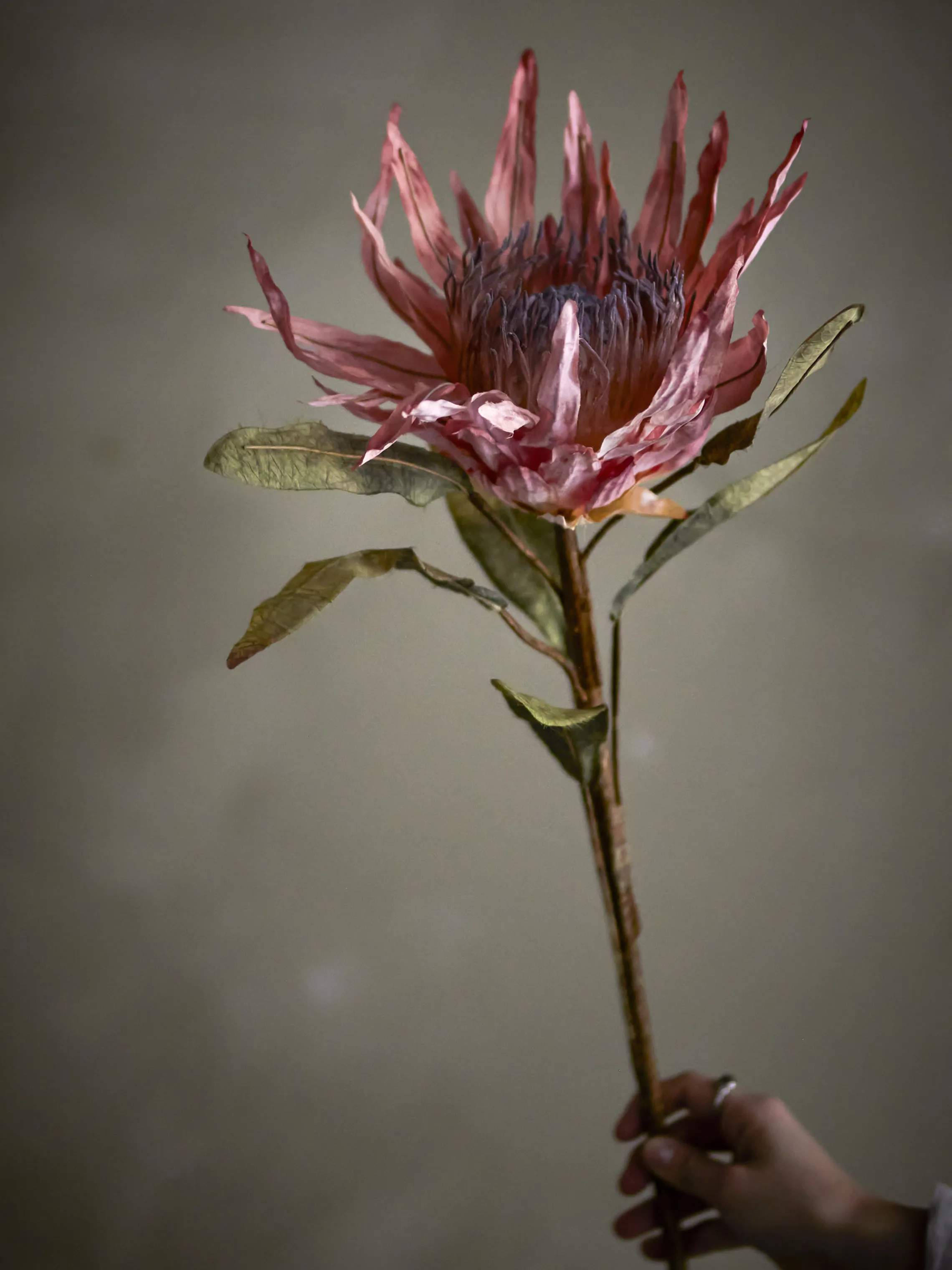 Bloomingville Kunstige blomster Kunstig blomst - Protea stilk i Lyserød, 3