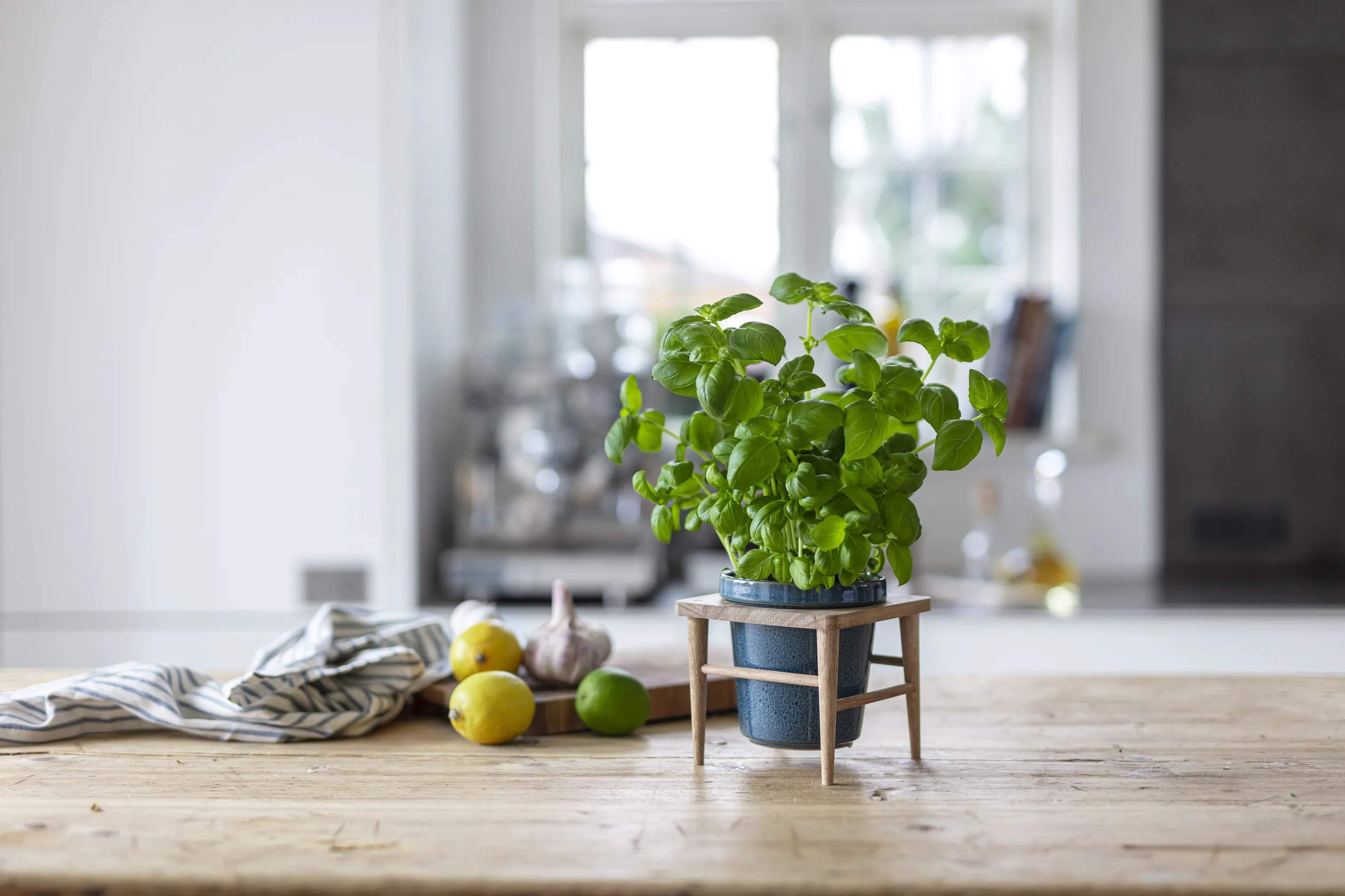 CASA Living Urtepotteskjulere Sofia Urtepotte i Blå, 11 cm, 2