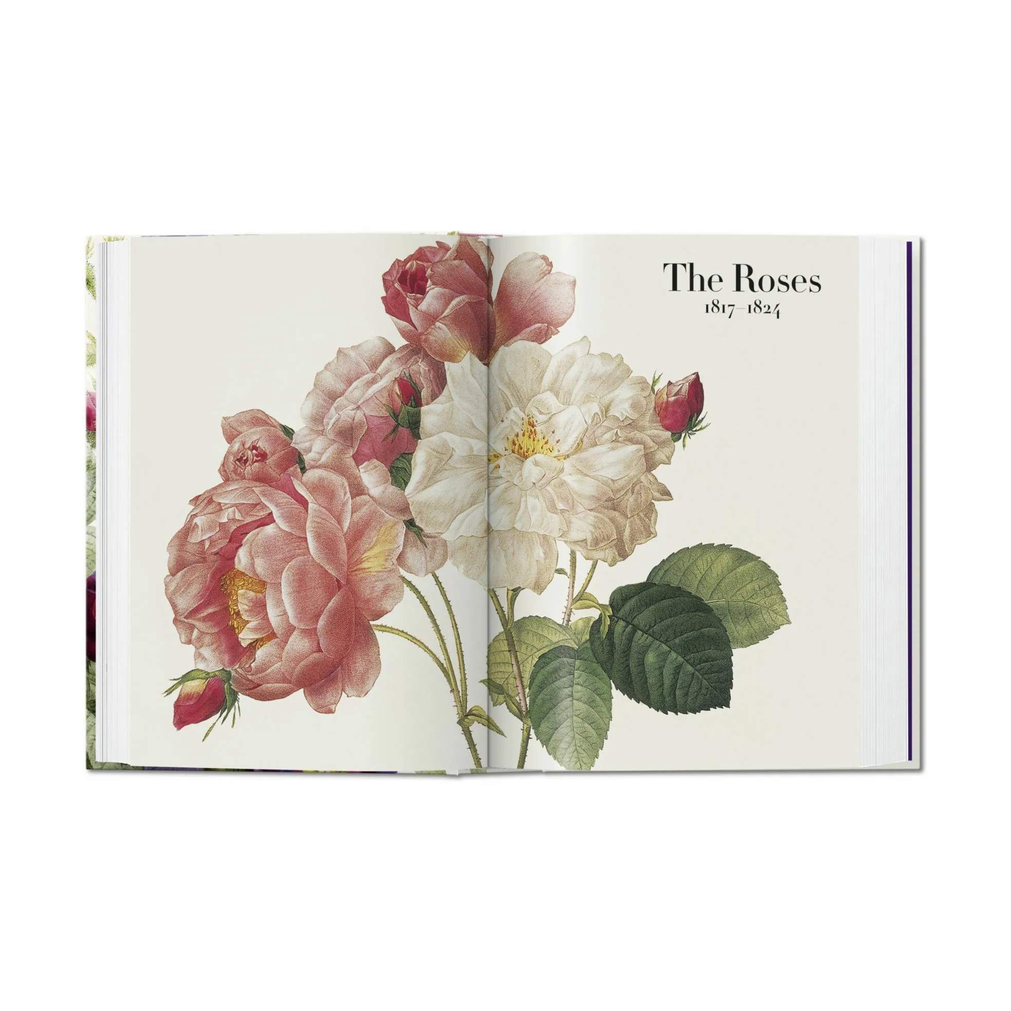 Taschen Coffee table books Redouté. Book of Flowers – 40th Anniversary Edition - Af H. Walter Lack i Lys grøn/lys rosa/lilla, 4