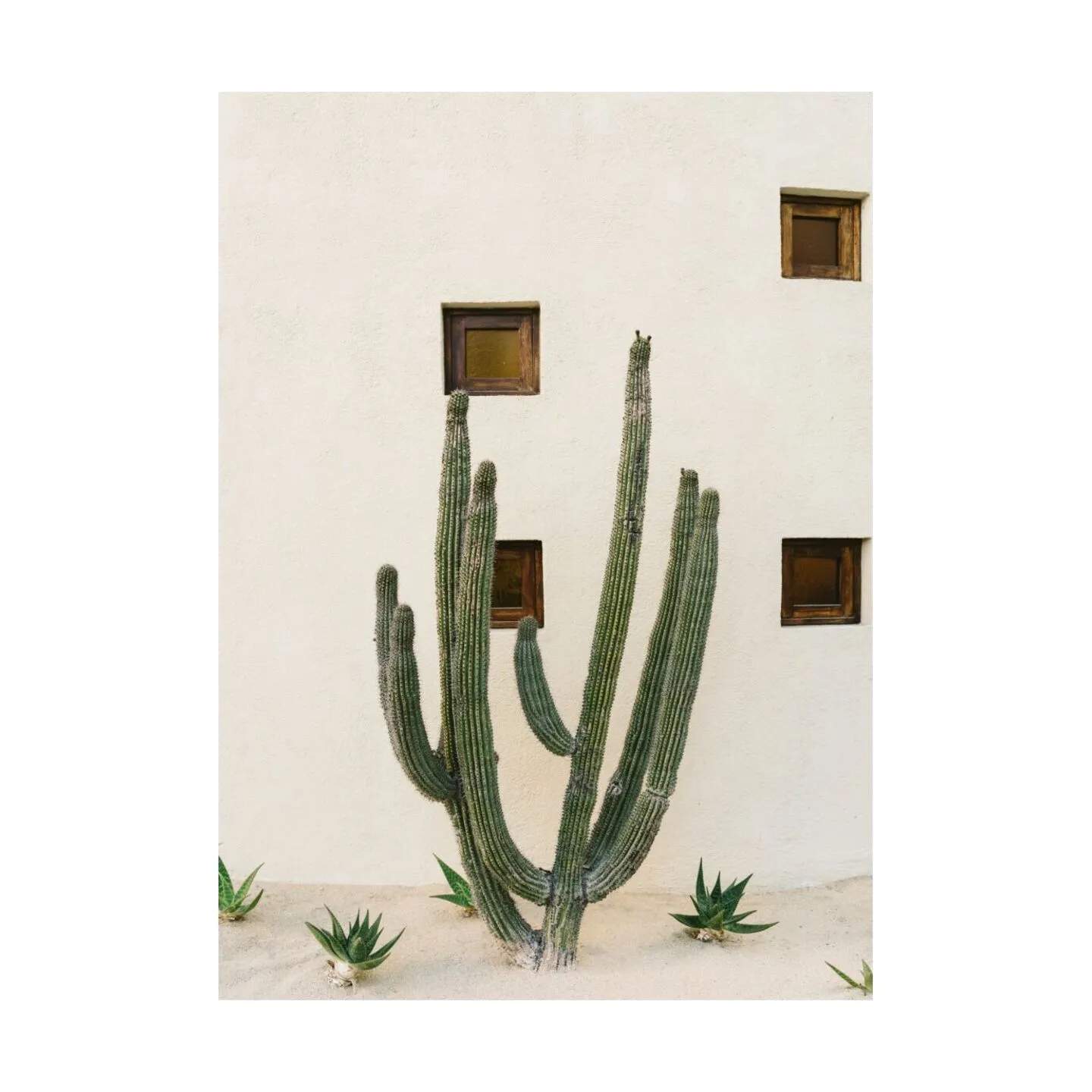 Poster&Frame Plakater Plakat - Cabo cactus i B50 x L70 cm, 1