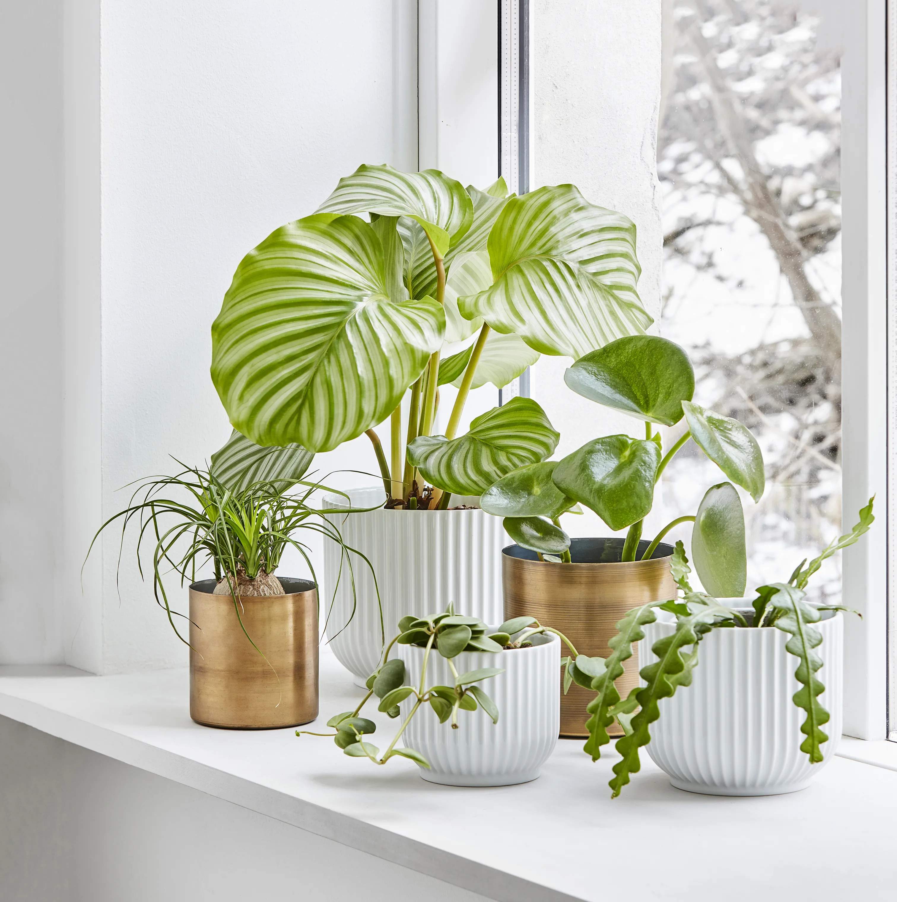 Lyngby Porcelæn Urtepotteskjulere Flowerpot Urtepotteskjuler i Hvid, 13 cm, 2