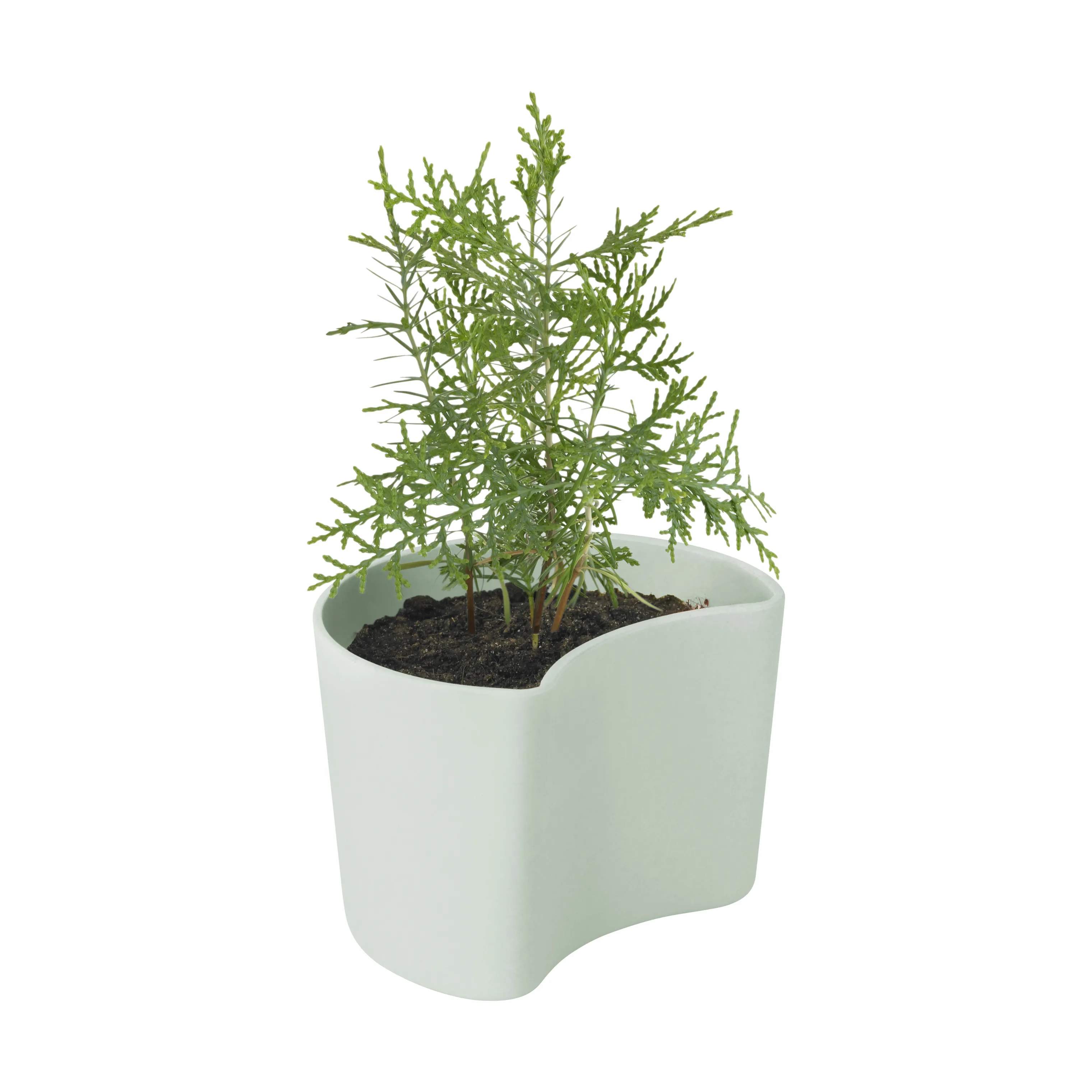 Rig-Tig Plantekrukker Your Tree Plantepotte m. fyrrefrø i Grøn, 7 cm, 3