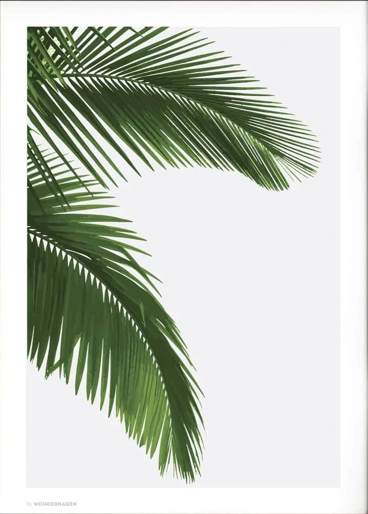 Wonderhagen plakater Plakat Palm