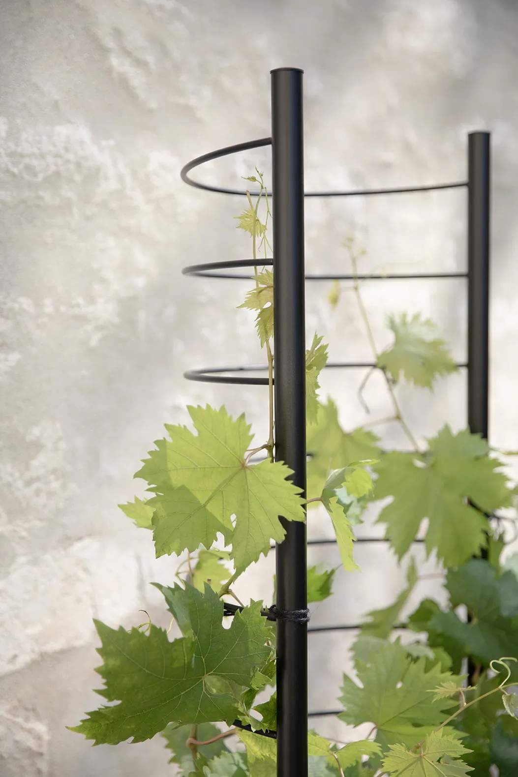 Eva Solo Øvrigt haveudstyr Simply Grow Espalier til potteskjuler i H145 x B42 cm, 5