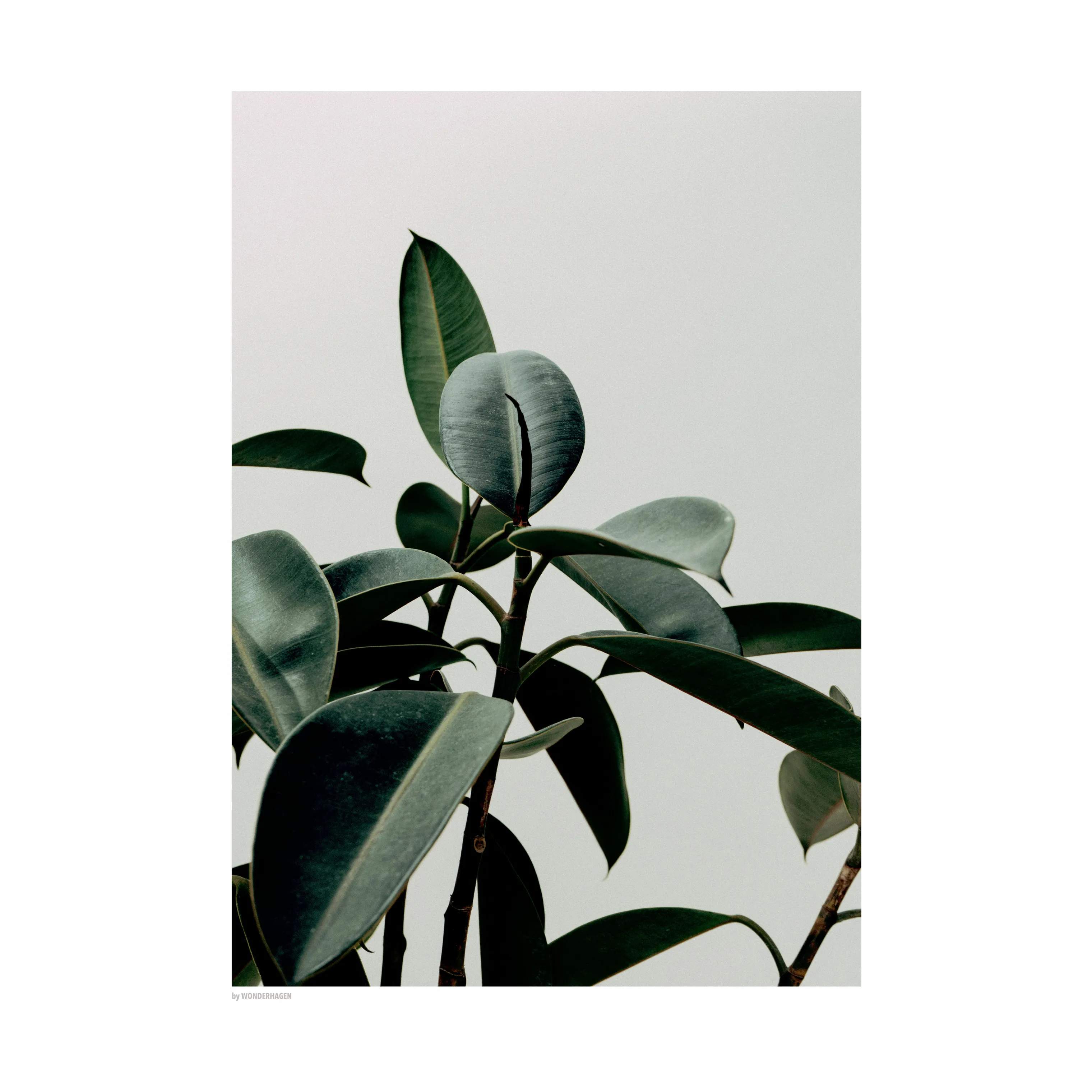 Plakat Ficus Robusta, flerfarvet, large