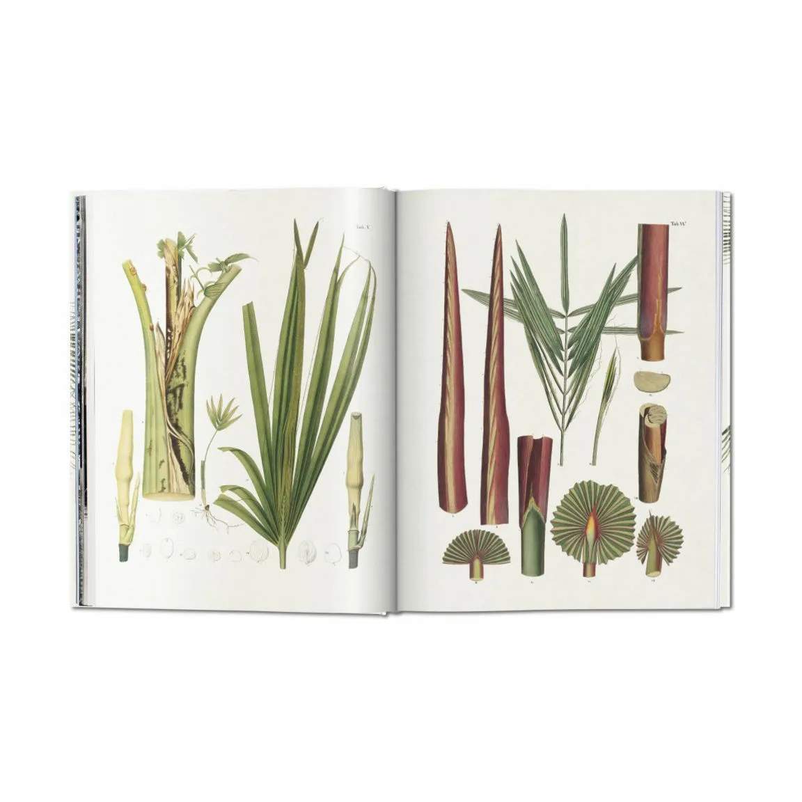 New Mags Øvrige bøger The Book of Palms - Af H. Walter Lack i Grøn, 3