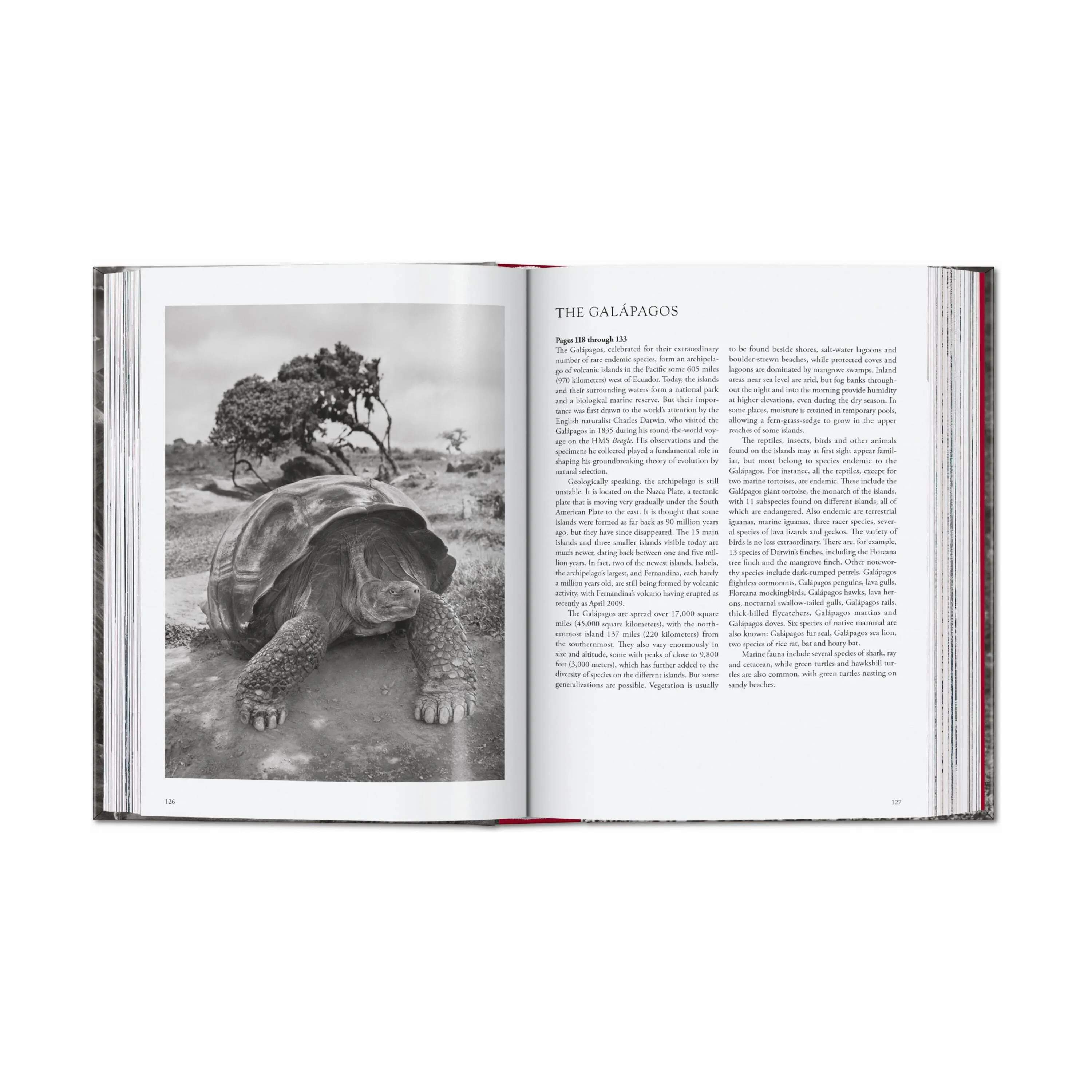 Taschen Bøger GENESIS i Grå, 2