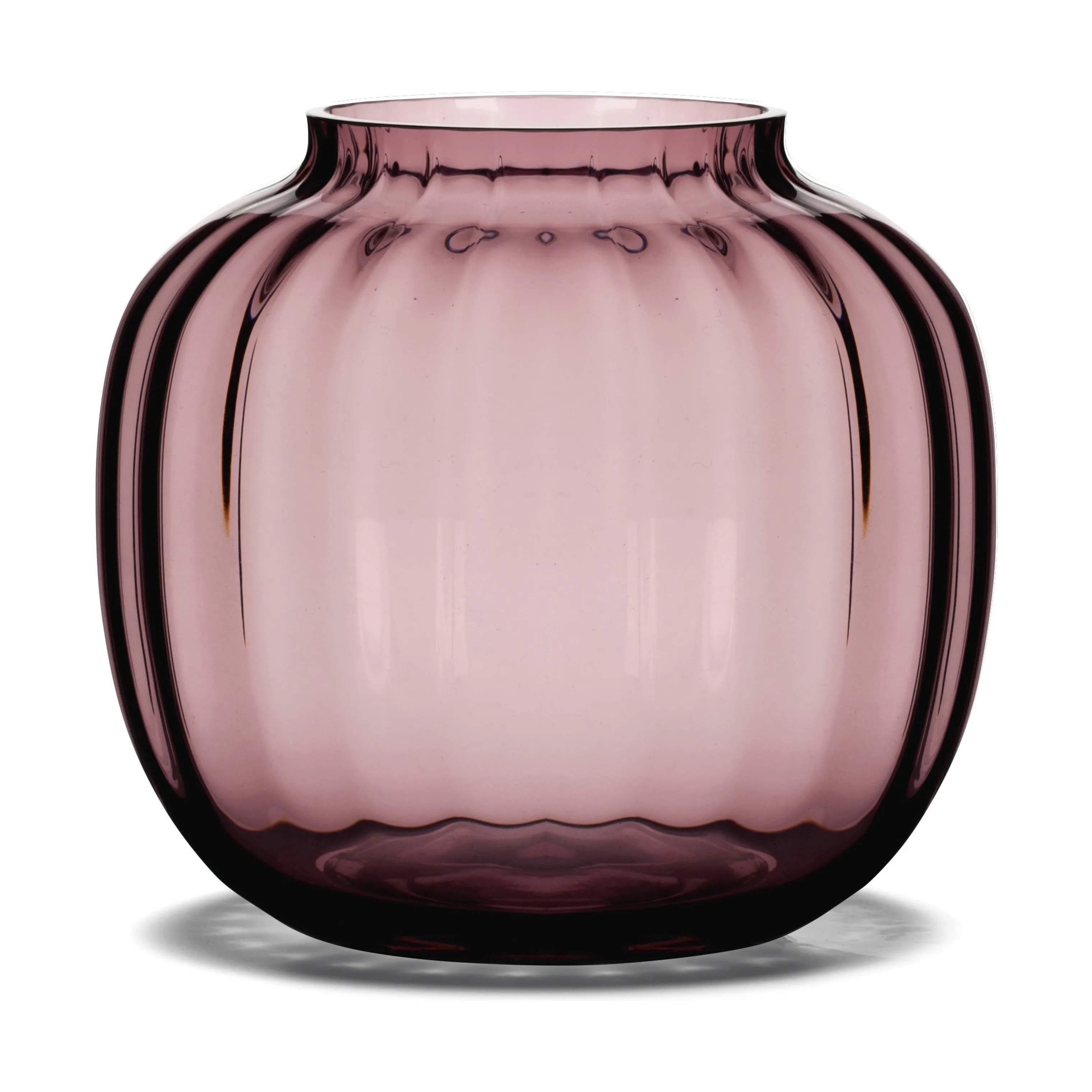 Primula Vase, blomme, large