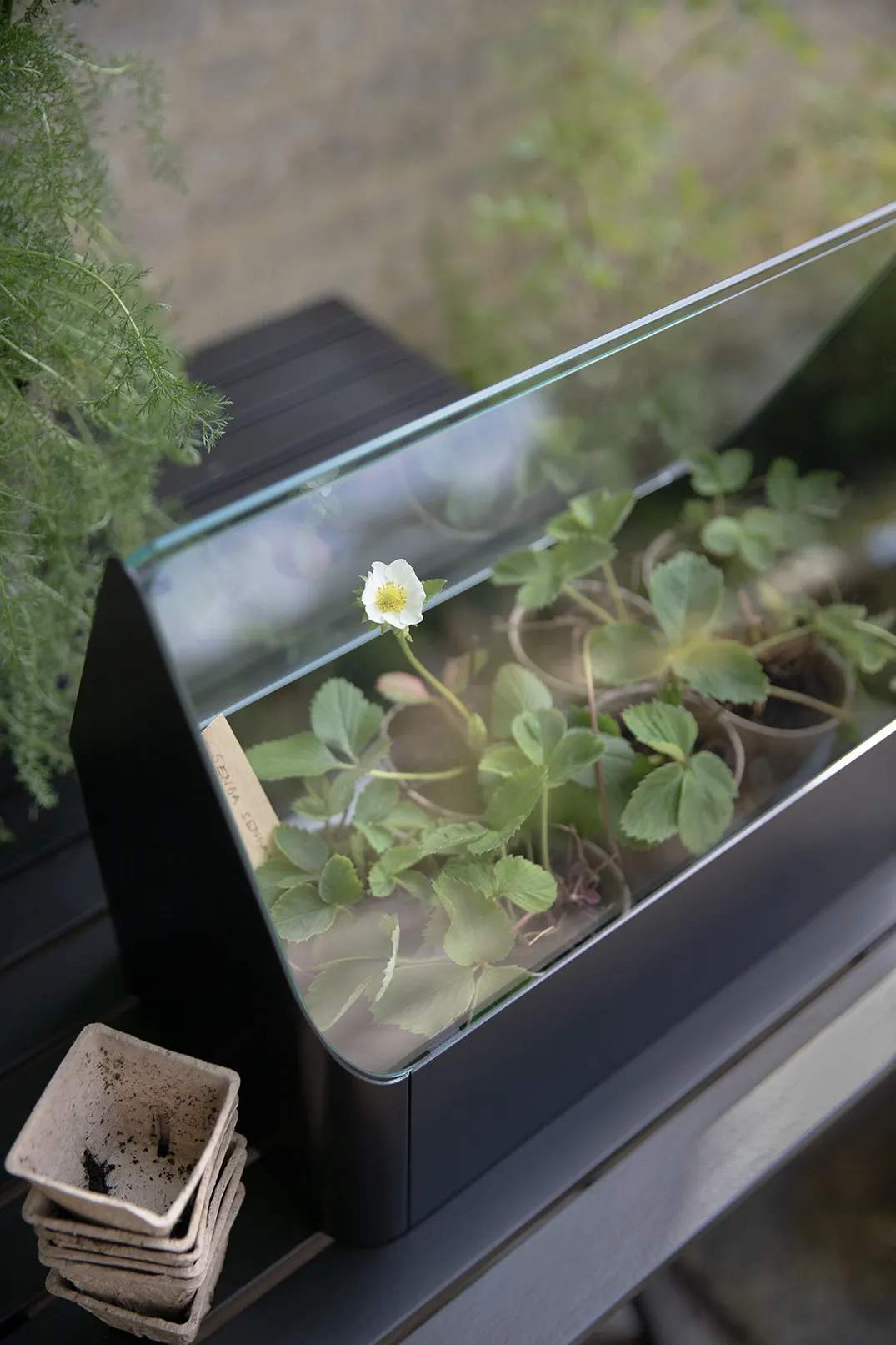 Eva Solo Altankasser Simply Grow Mini Drivhus i 32 cm, 5