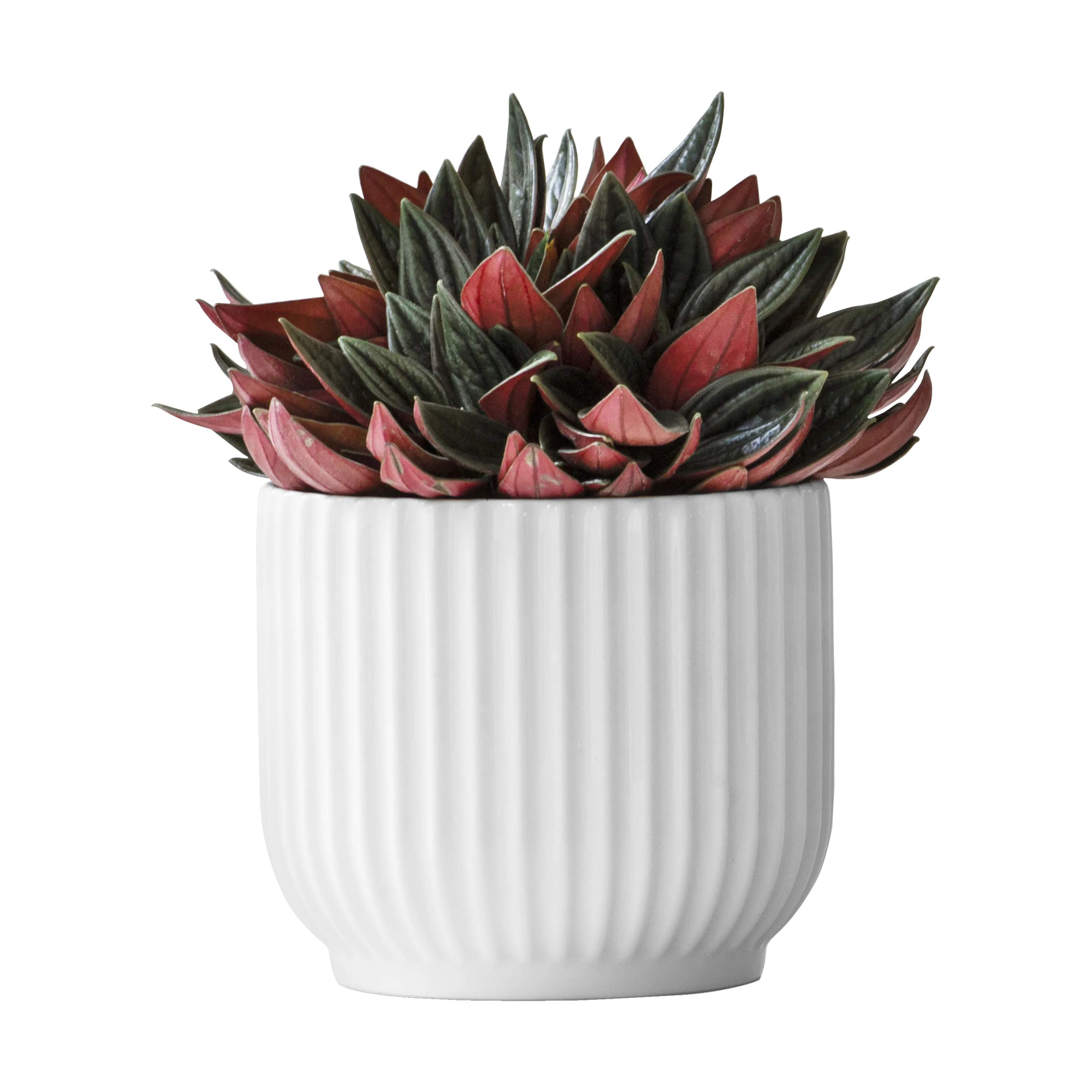 Lyngby Porcelæn Urtepotteskjulere Flowerpot Urtepotteskjuler i Hvid, 10,5 cm, 5