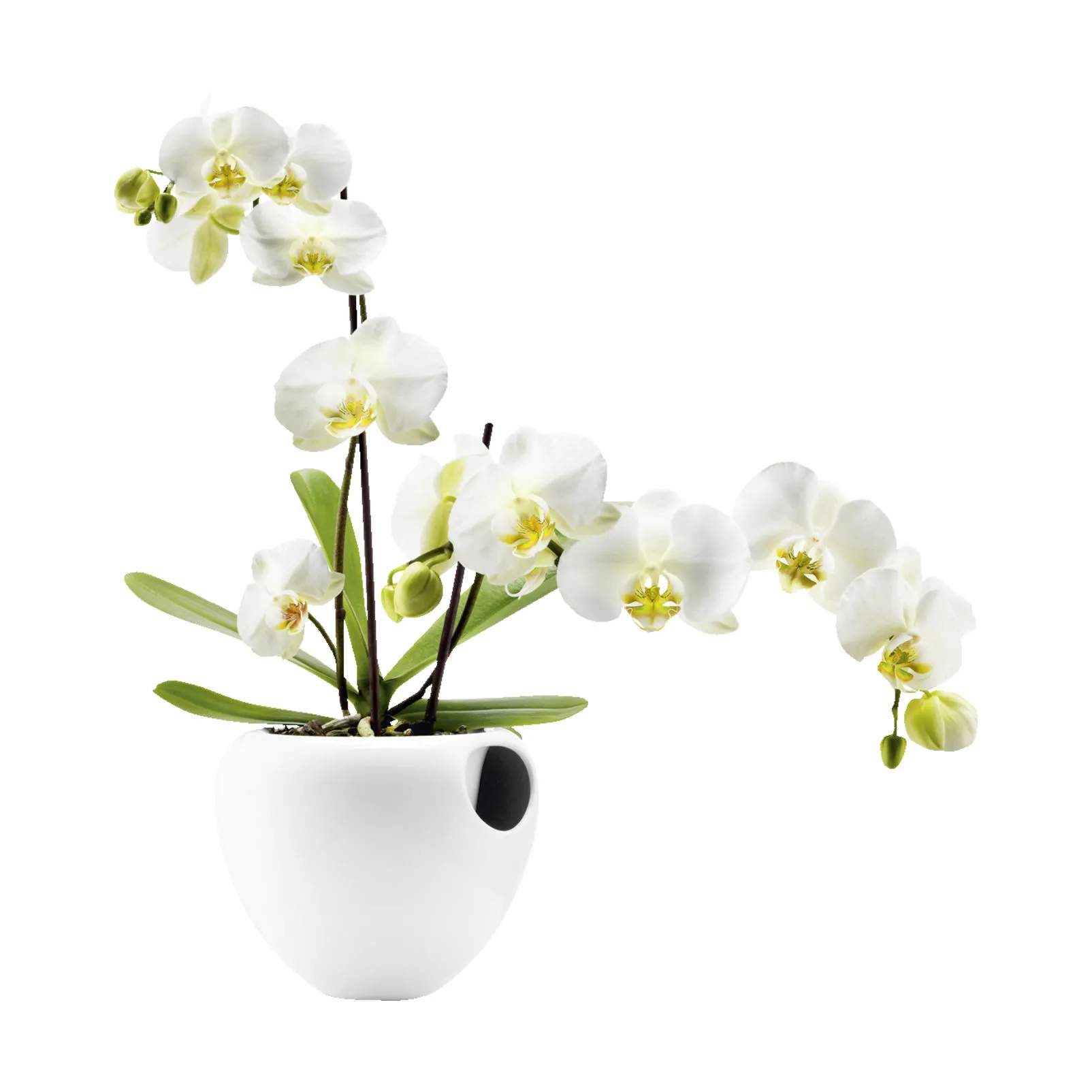 Orkidépotte