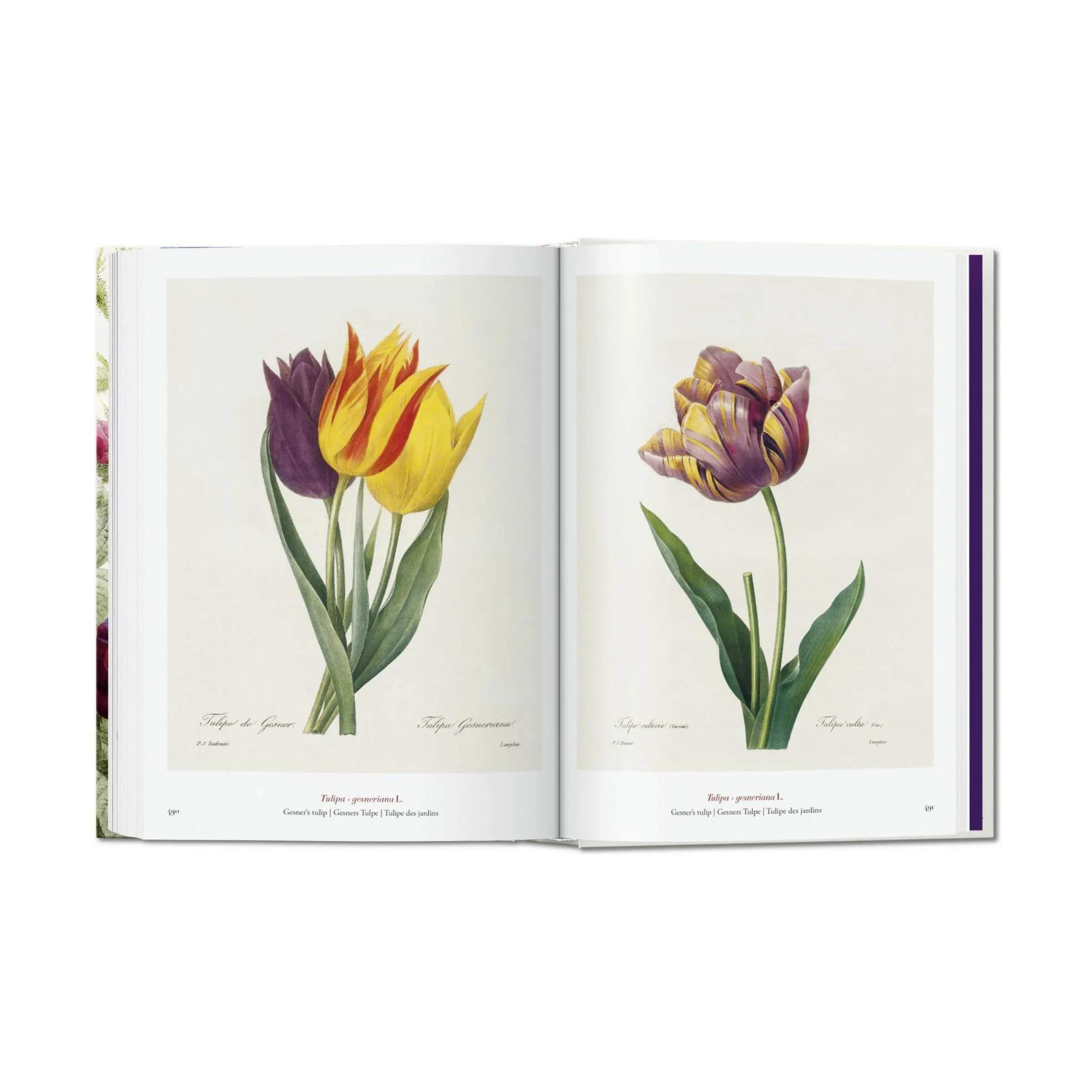 Taschen Coffee table books Redouté. Book of Flowers – 40th Anniversary Edition - Af H. Walter Lack i Lys grøn/lys rosa/lilla, 2