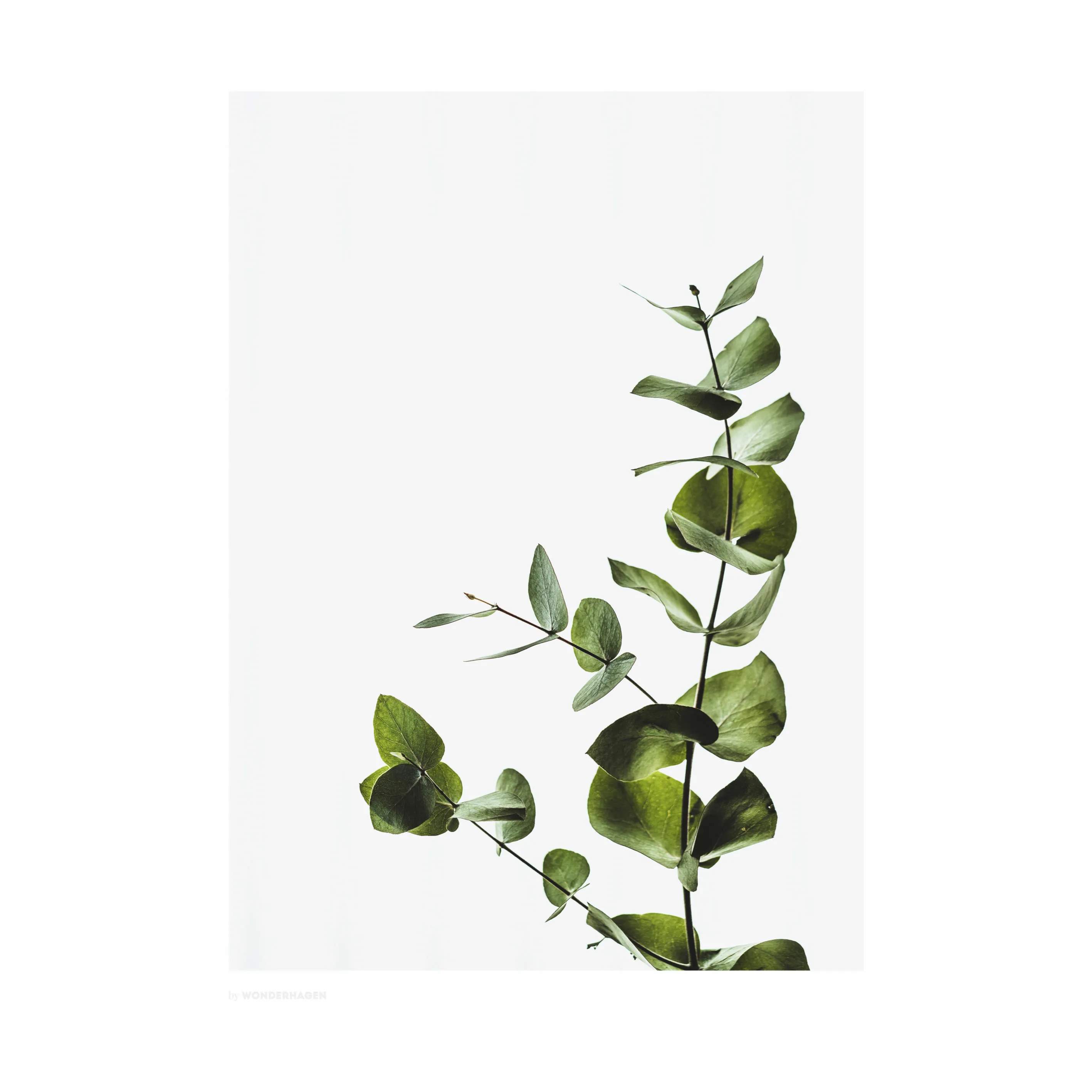 Plakat Eucalyptus 2, flerfarvet, large