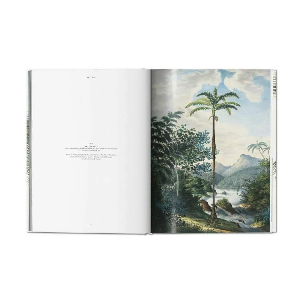 New Mags Øvrige bøger The Book of Palms - Af H. Walter Lack i Grøn, 5