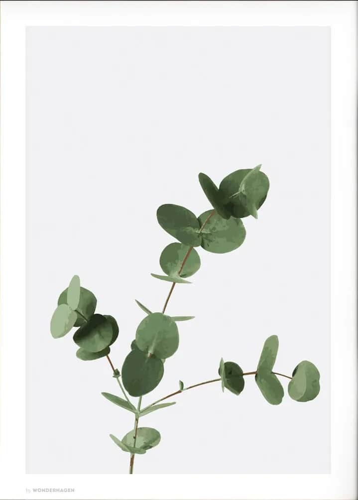 Plakat Eucalyptus, flerfarvet, large