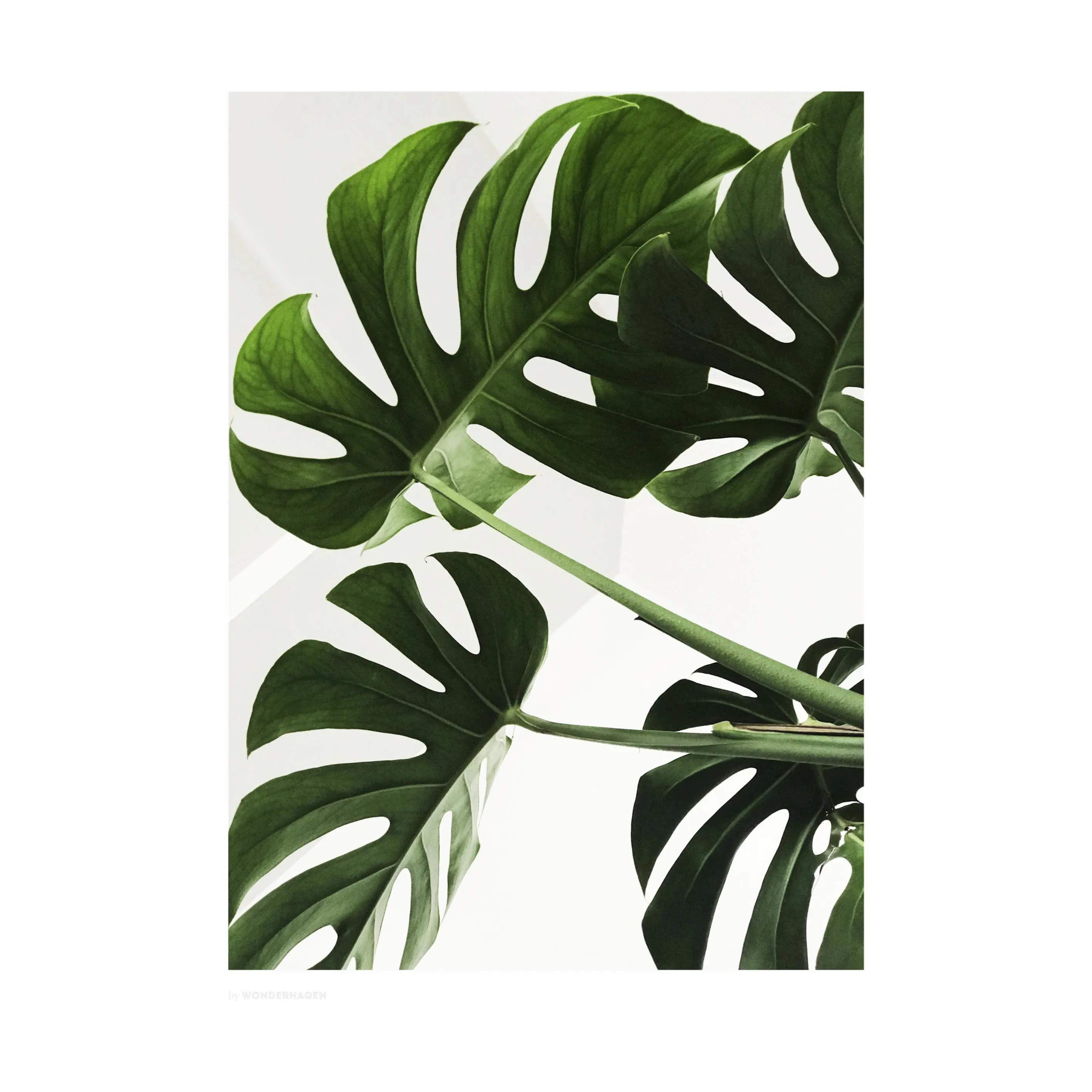 Plakat Monstera, sort/hvid, large