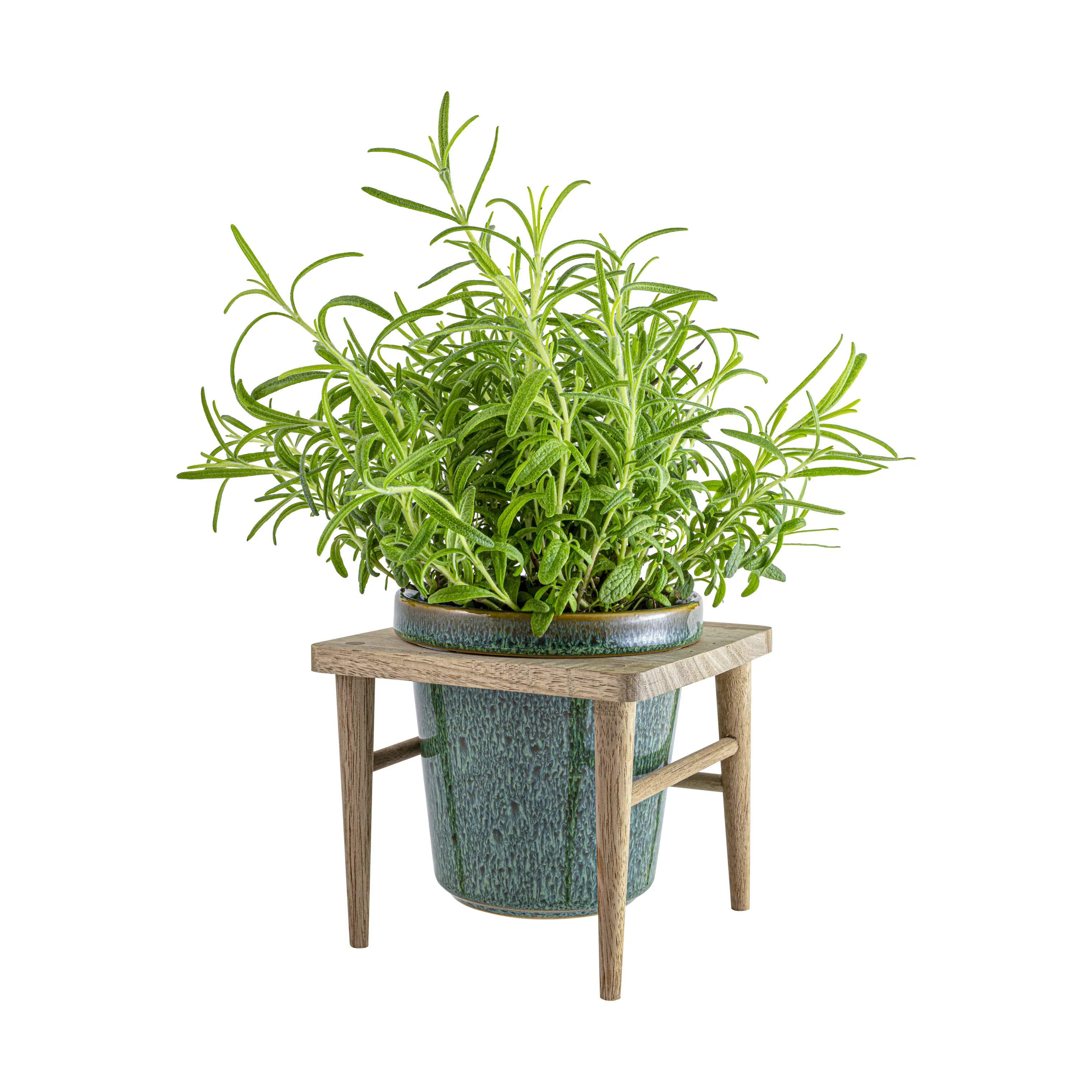 CASA Living Urtepotteskjulere Sofia Urtepotte i Grøn, 11 cm, 3