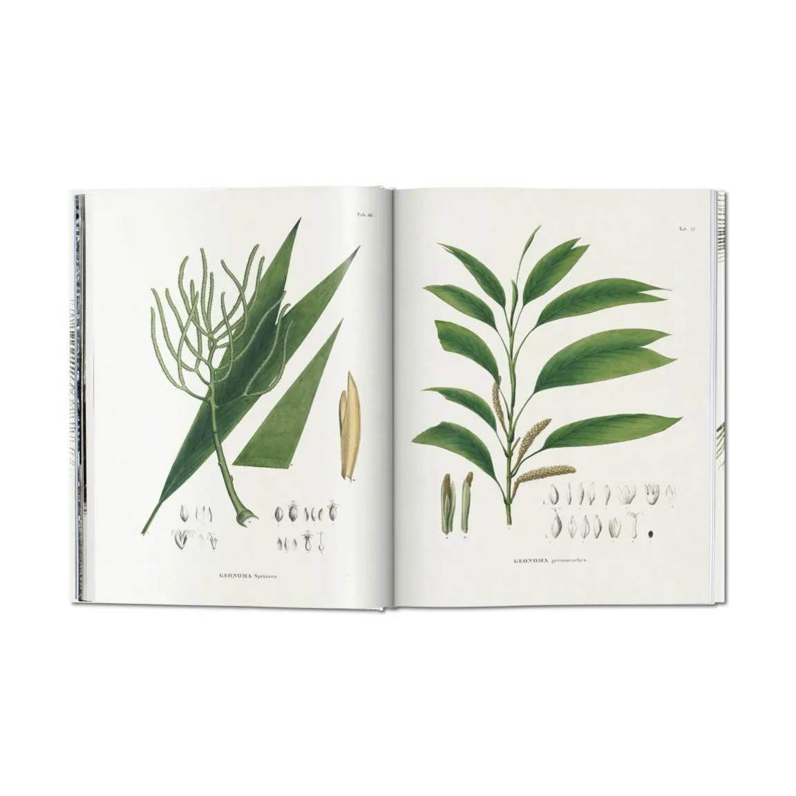 New Mags Øvrige bøger The Book of Palms - Af H. Walter Lack i Grøn, 4