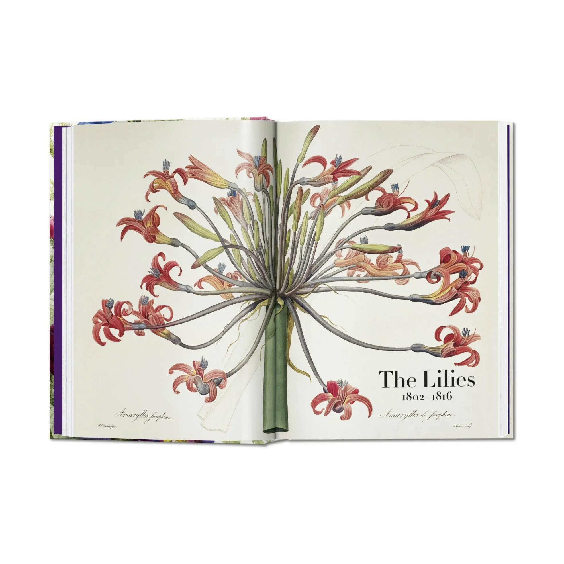 Taschen Coffee table books Redouté. Book of Flowers – 40th Anniversary Edition - Af H. Walter Lack i Lys grøn/lys rosa/lilla, 3