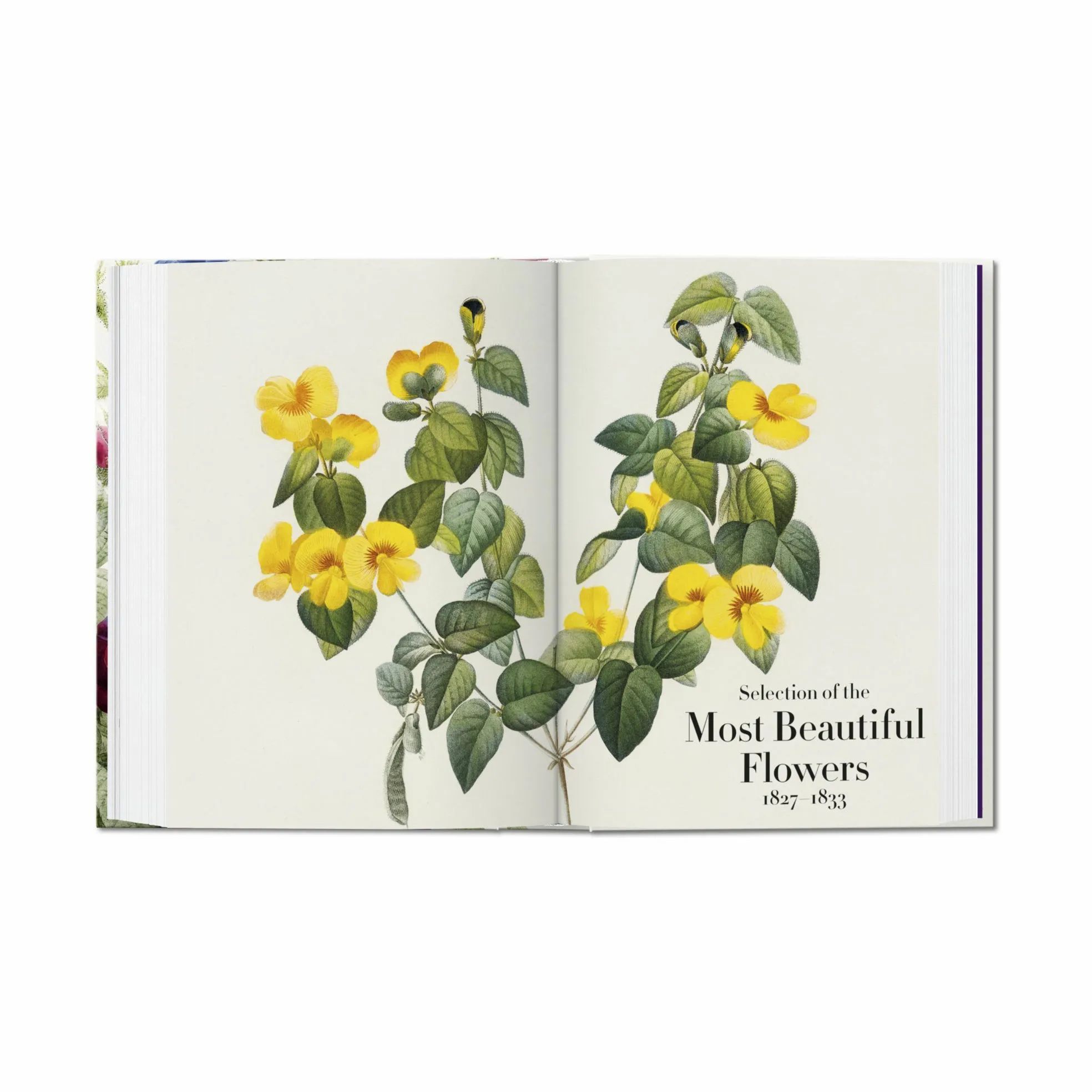 Taschen Coffee table books Redouté. Book of Flowers – 40th Anniversary Edition - Af H. Walter Lack i Lys grøn/lys rosa/lilla, 5