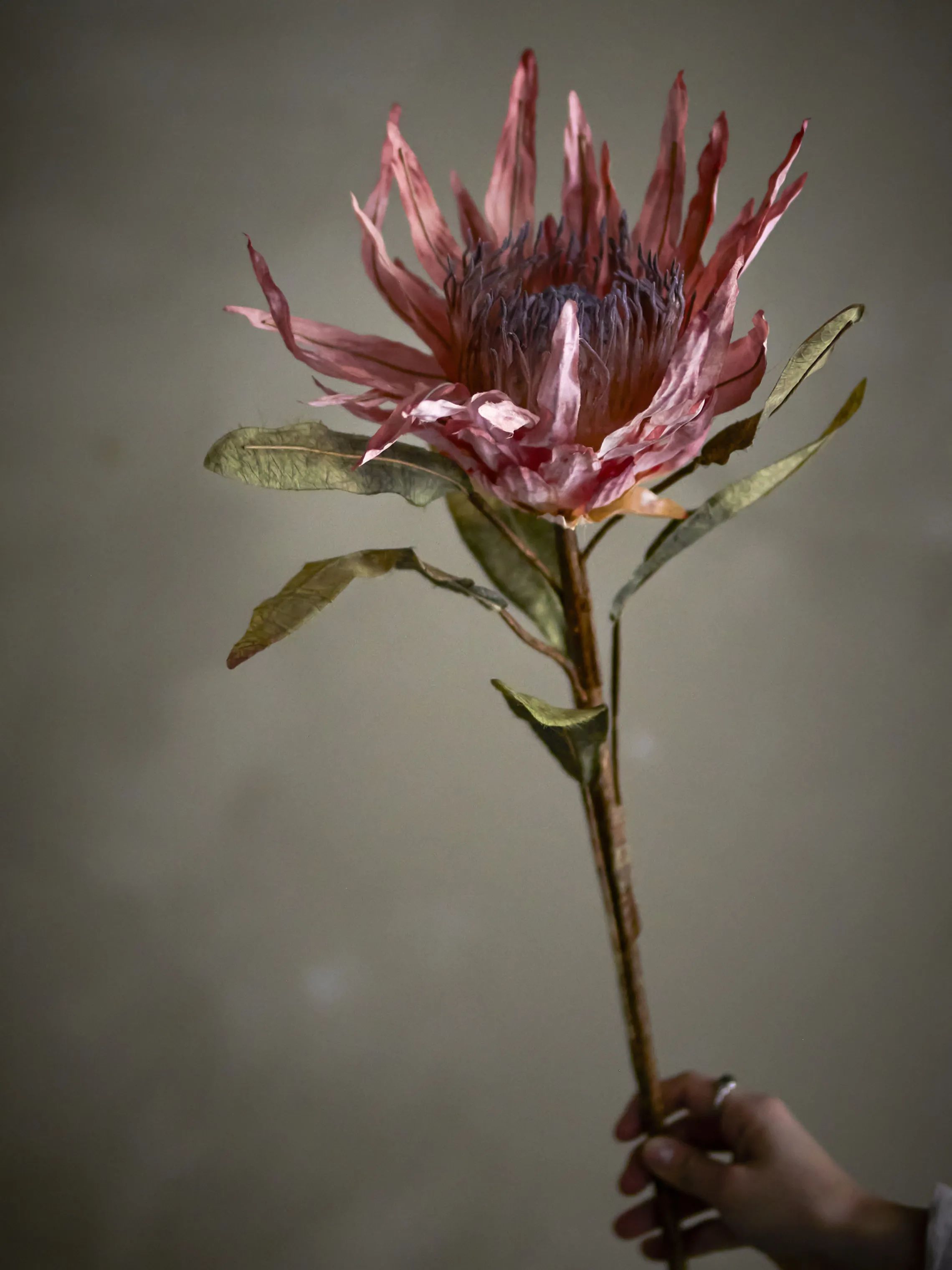 Bloomingville Kunstige blomster Kunstig blomst - Protea stilk i Lyserød, 3