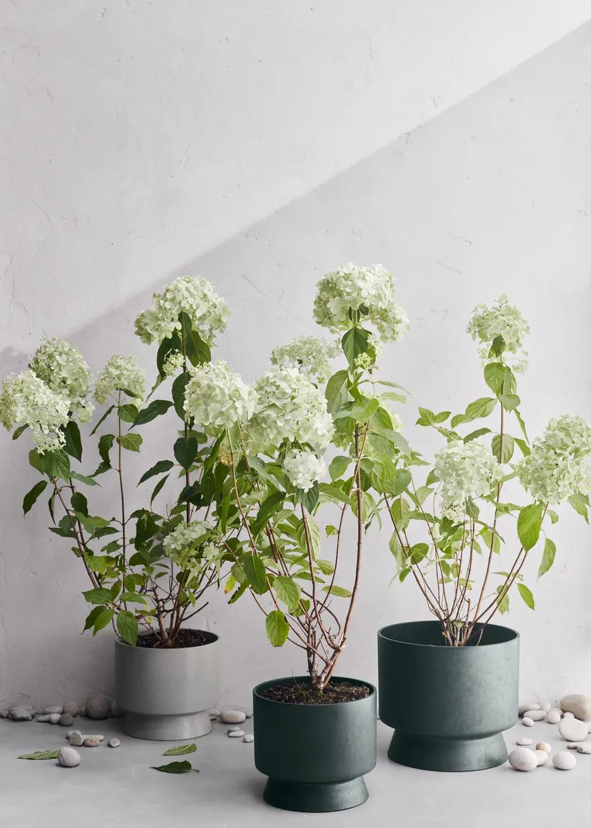 Rosendahl Urtepotteskjulere RO Urtepotteskjuler i grøn, 24 cm, 3