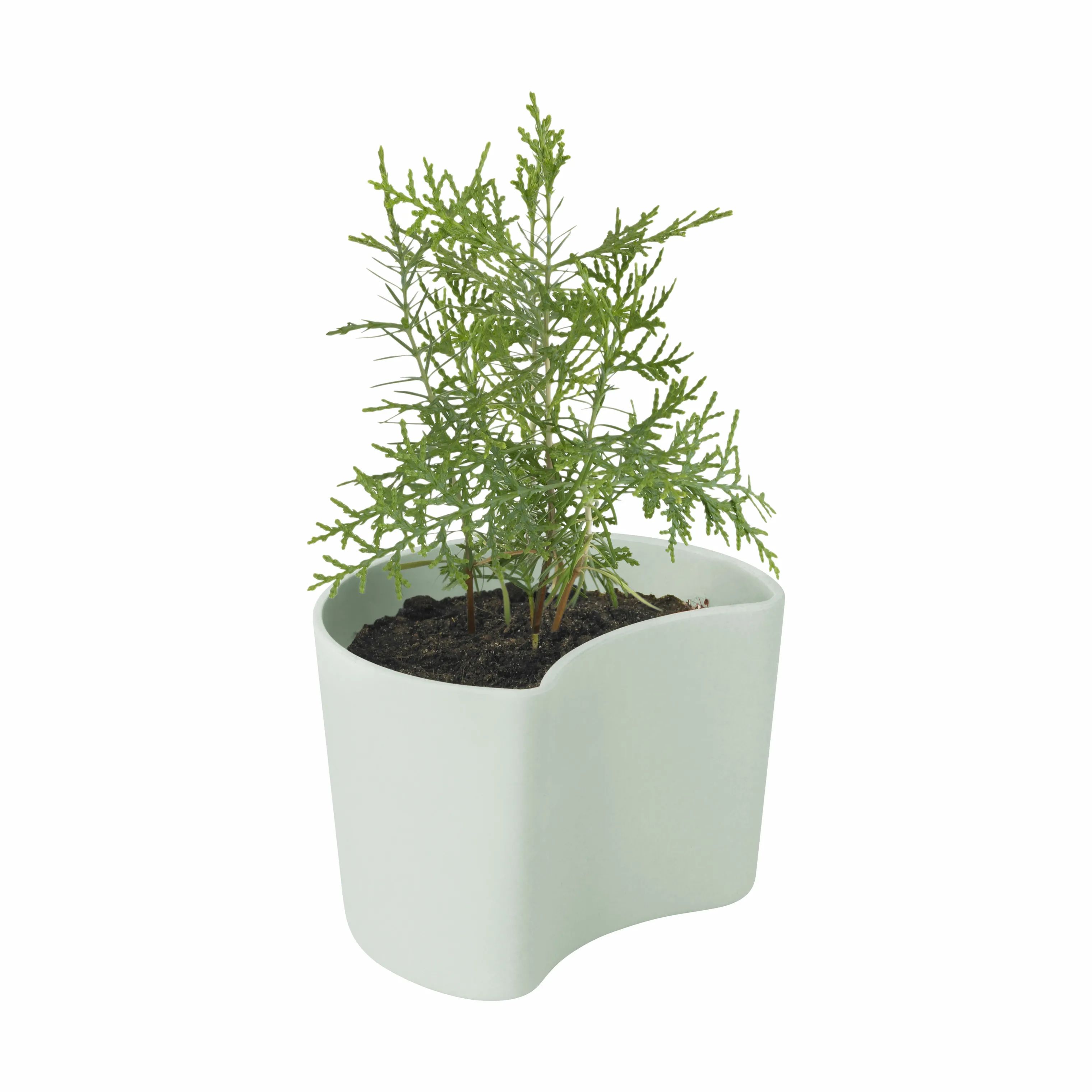 Rig-Tig Plantekrukker Your Tree Plantepotte m. fyrrefrø i Grøn, 7 cm, 3