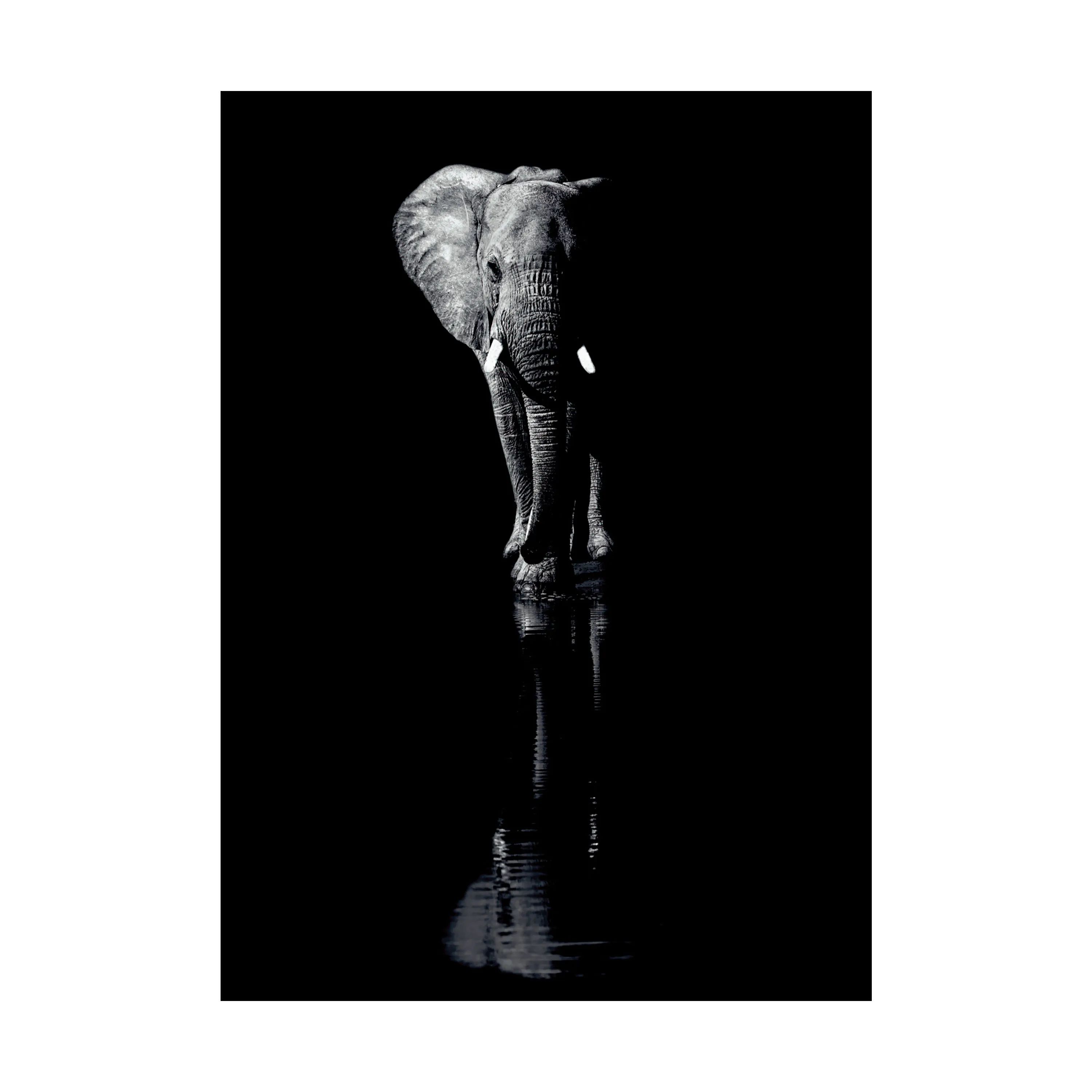Poster&Frame Plakater Plakat - Elephant i Sort, B30 x L40 cm, 1
