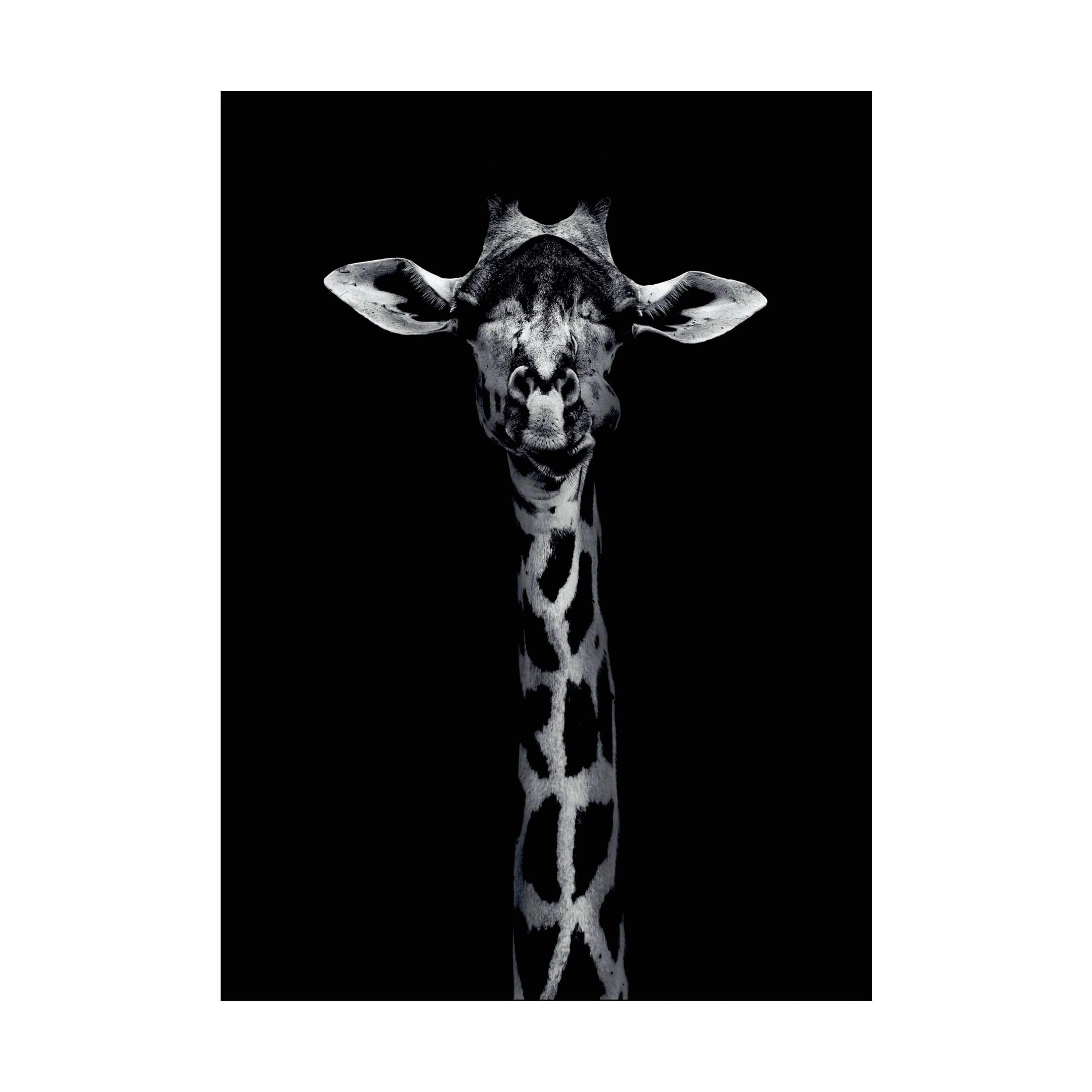 Poster&Frame Plakater Plakat - Giraffe Portrait i Sort, B50 x L70 cm, 1