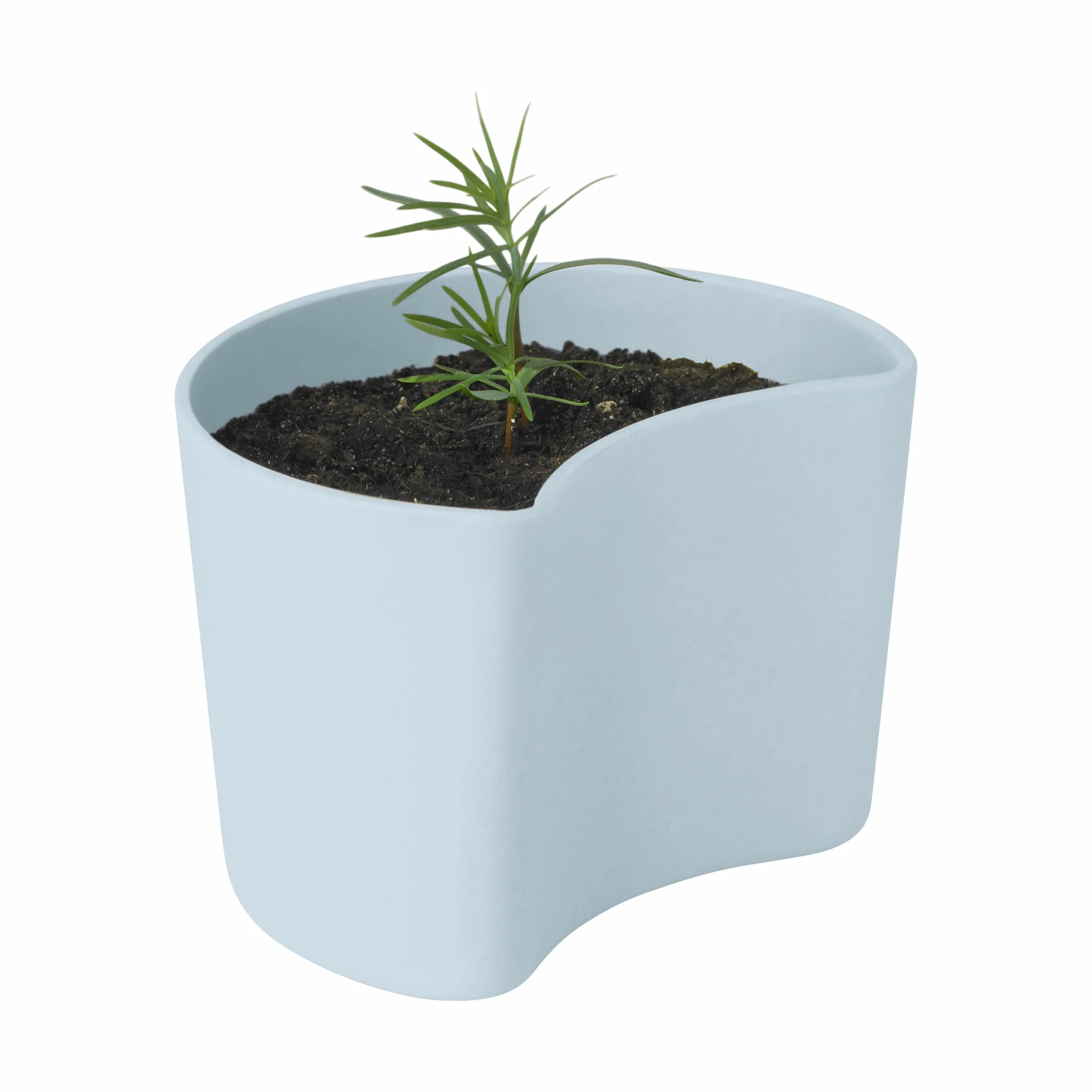 Rig-Tig Plantekrukker Your Tree Plantepotte m. fyrrefrø i Lyseblå, 7 cm, 2