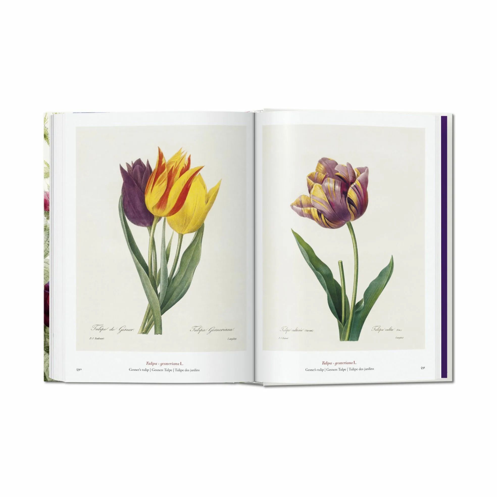 Taschen Coffee table books Redouté. Book of Flowers – 40th Anniversary Edition - Af H. Walter Lack i Lys grøn/lys rosa/lilla, 2