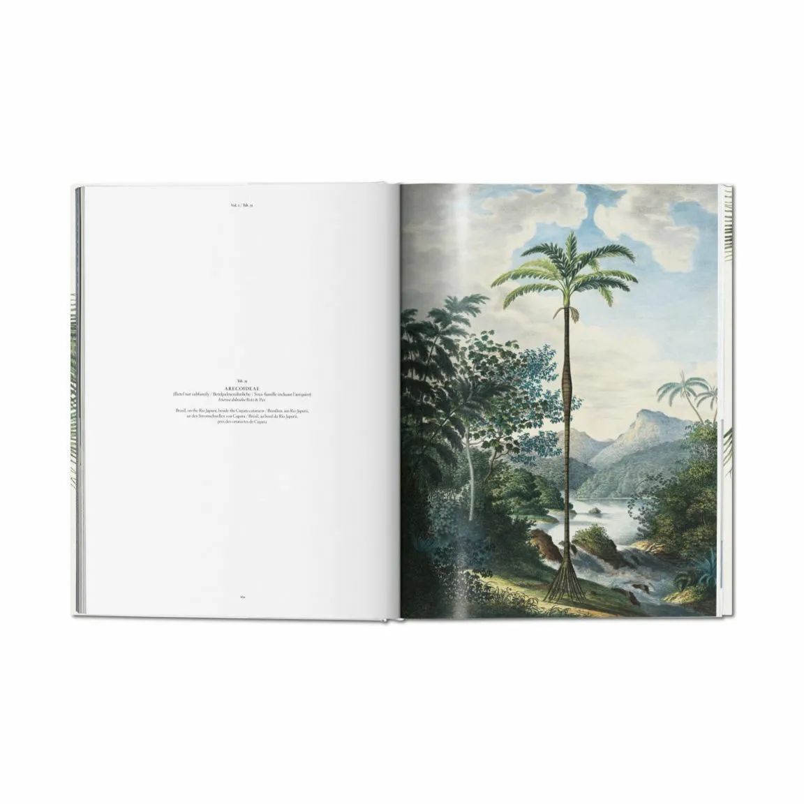 New Mags Øvrige bøger The Book of Palms - Af H. Walter Lack i Grøn, 5