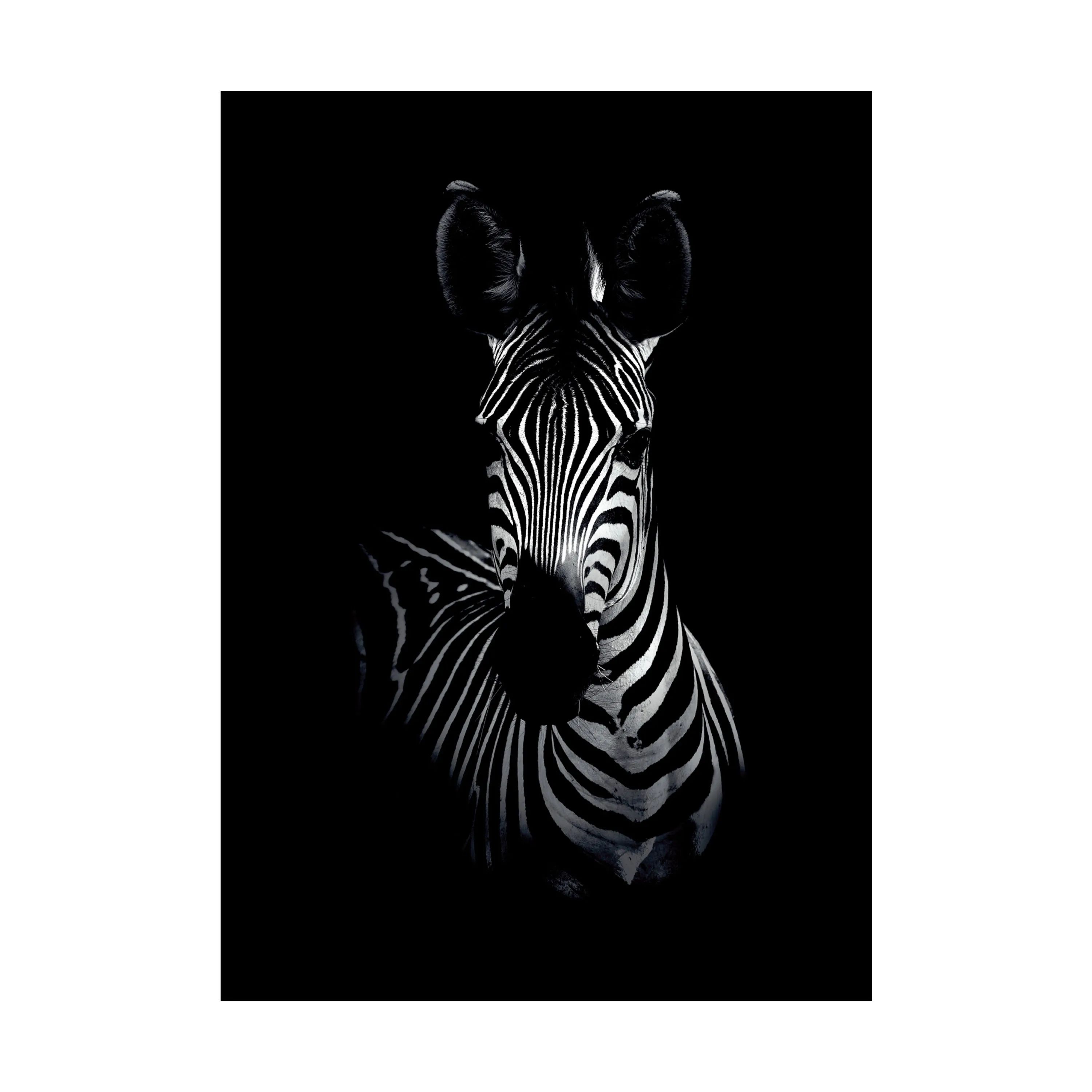 Poster&Frame Plakater Plakat - The Zebra i Sort, B50 x L70 cm, 1