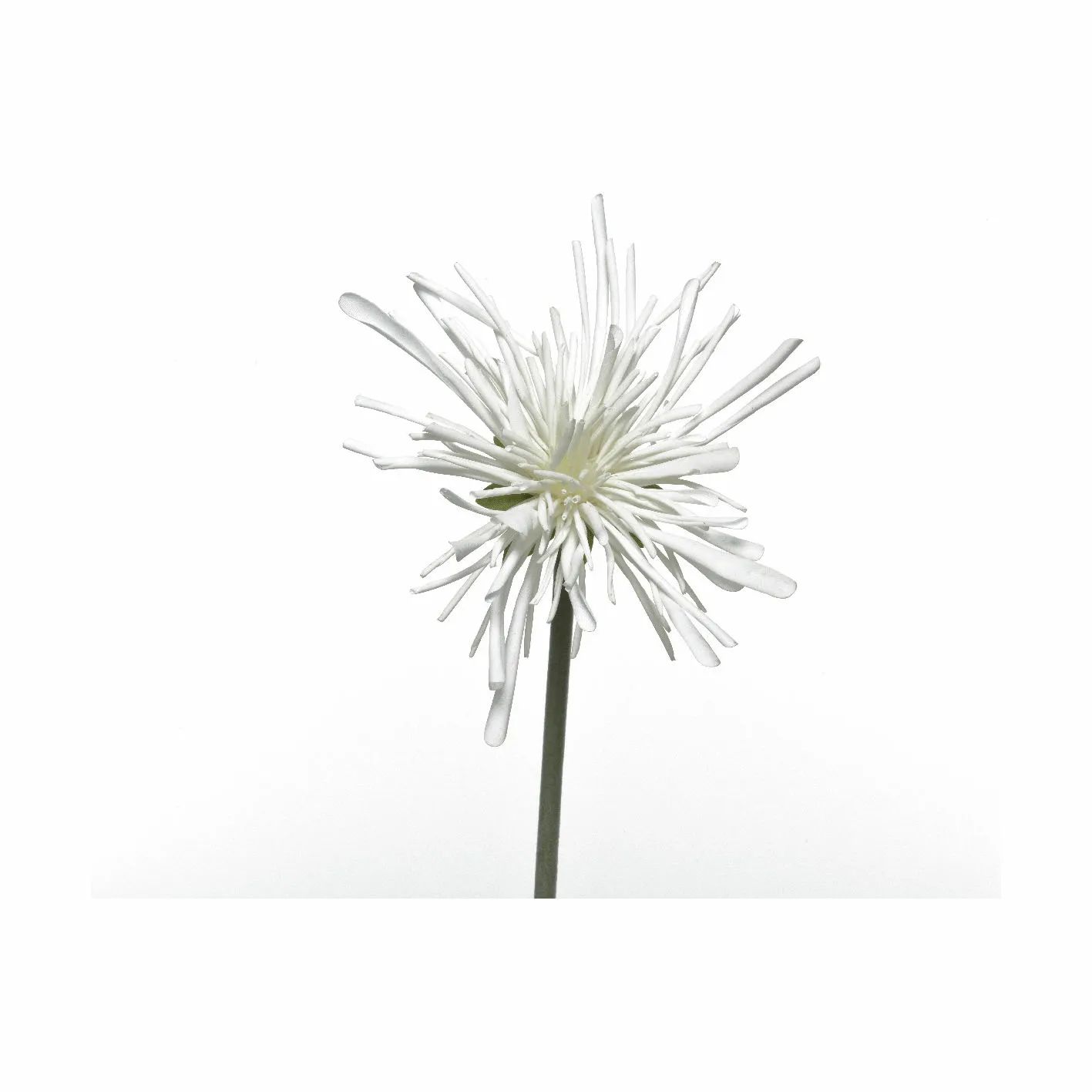 CASA Living Kunstige blomster Kunstig Krysantemum i hvid, 1