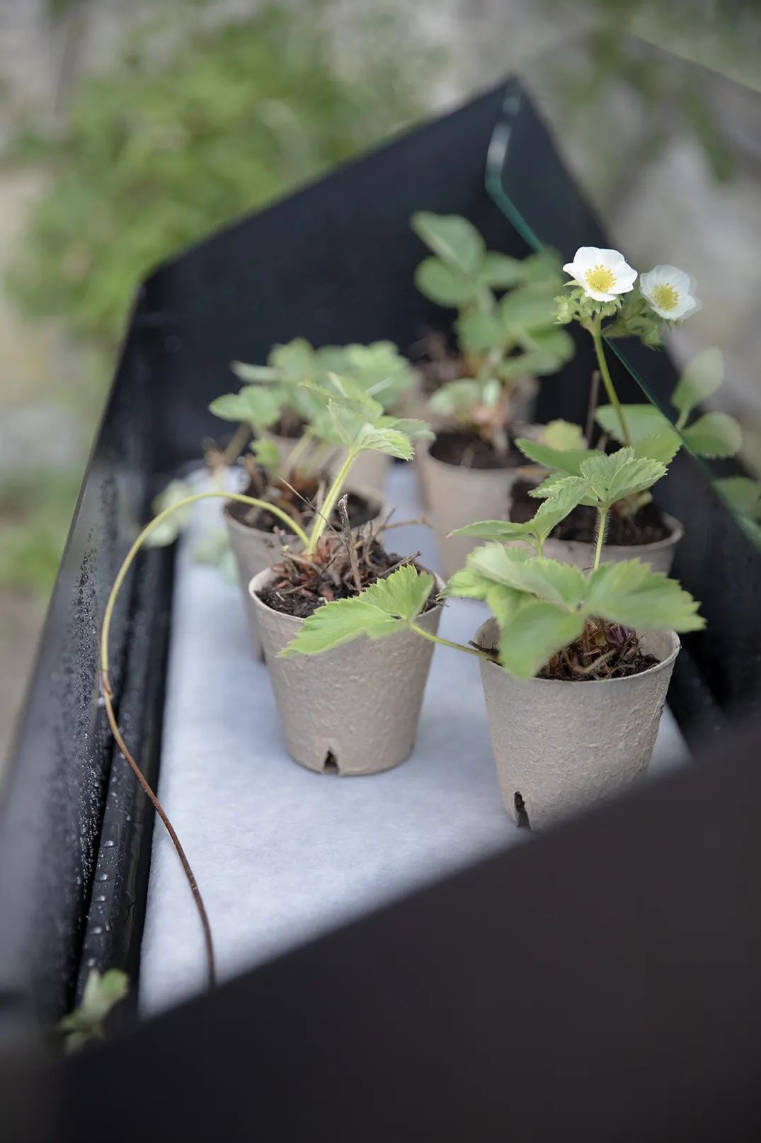 Eva Solo Altankasser Simply Grow Spire Plantekasse i 63 cm, 11