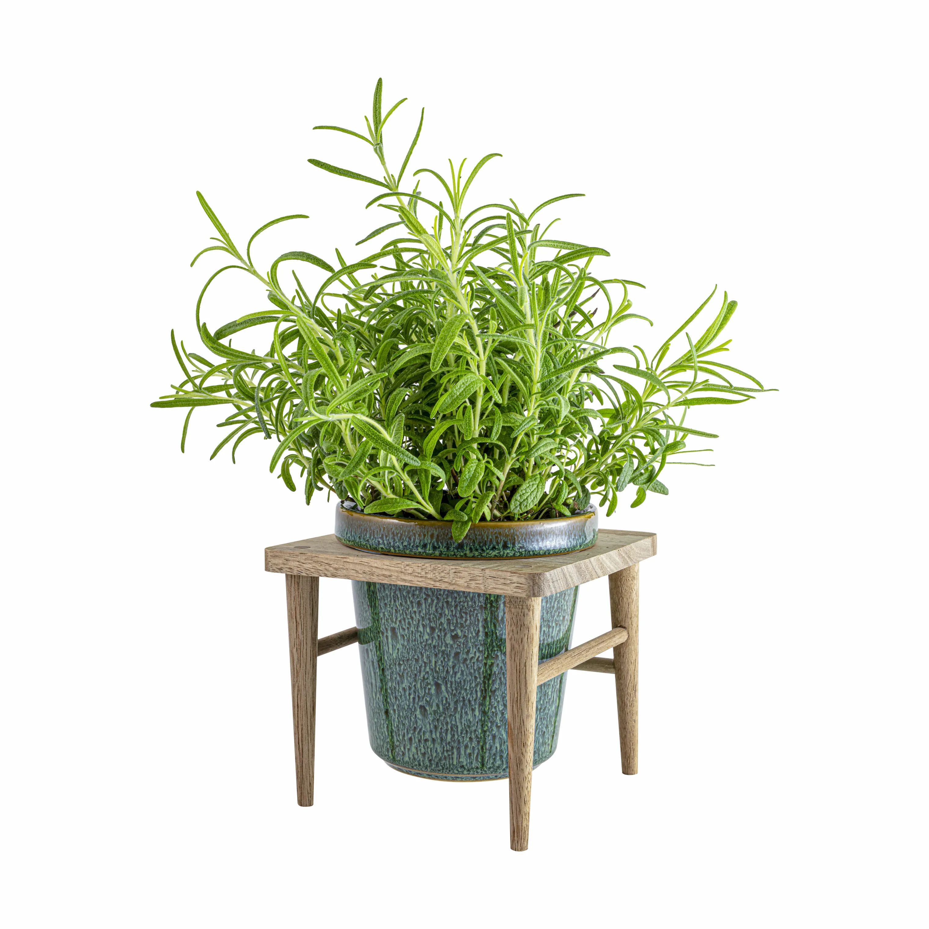 CASA Living Urtepotteskjulere Sofia Urtepotte i Grøn, 11 cm, 3