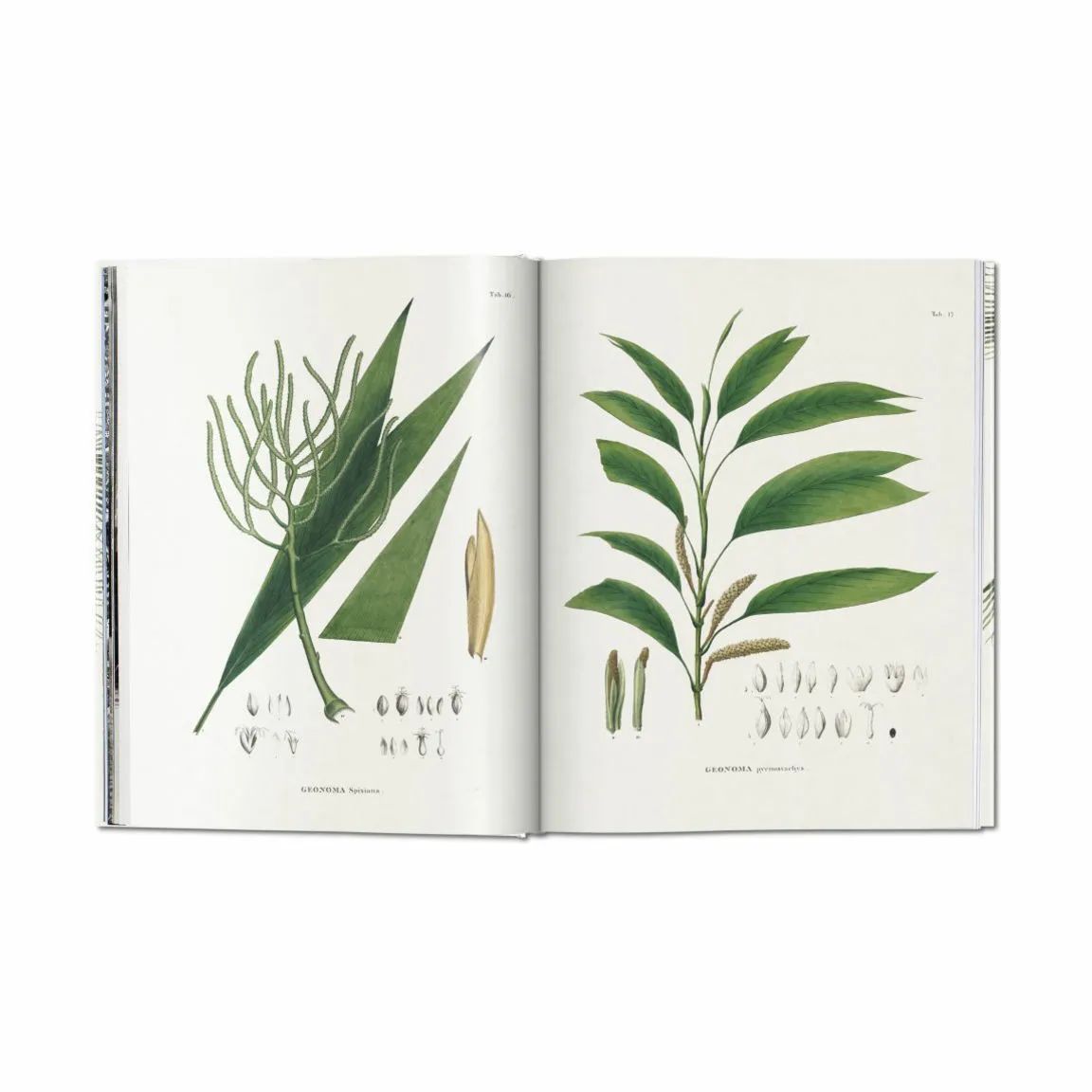 New Mags Øvrige bøger The Book of Palms - Af H. Walter Lack i Grøn, 4